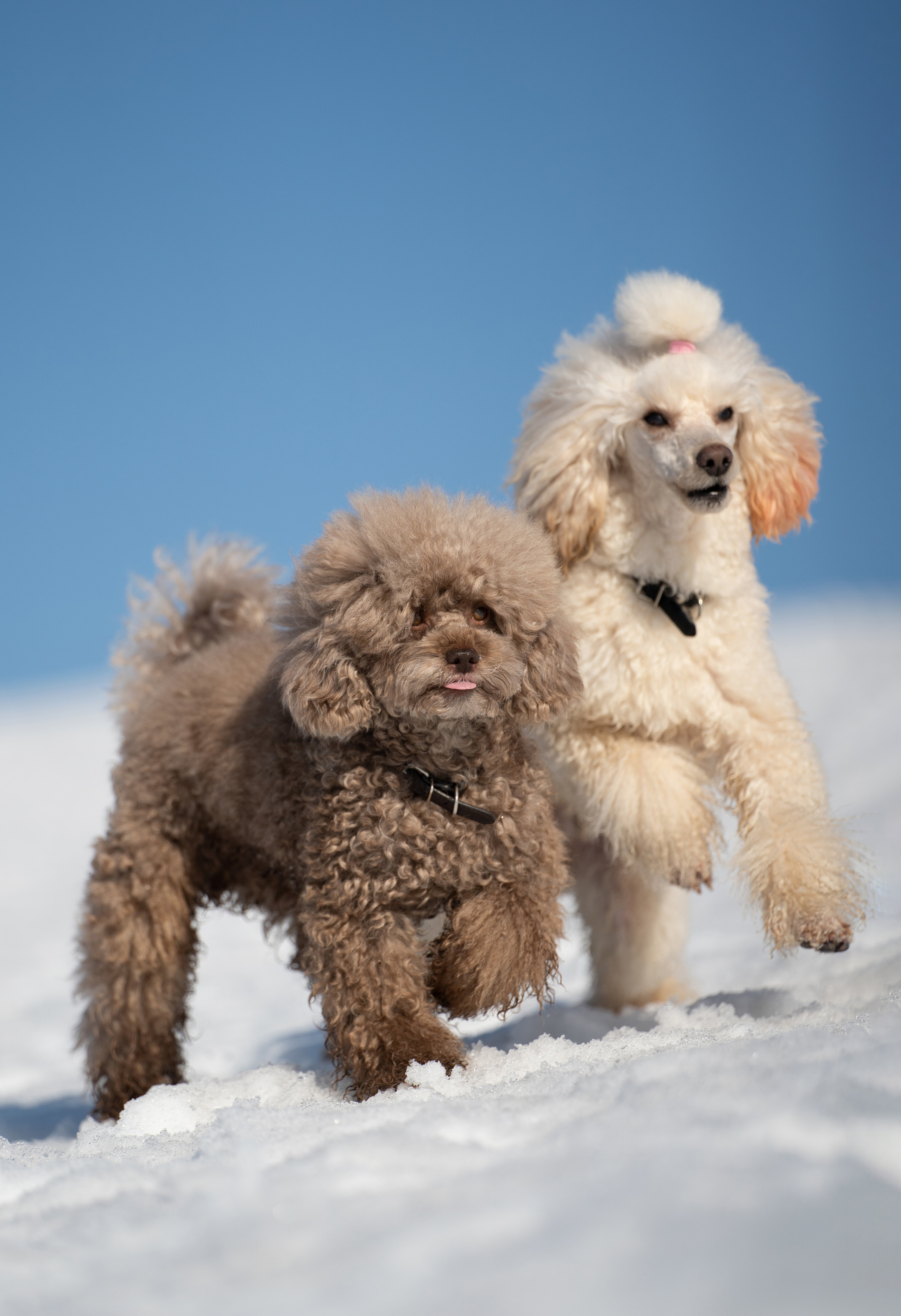 Миша Лева и Кристина. Фотограф анималист