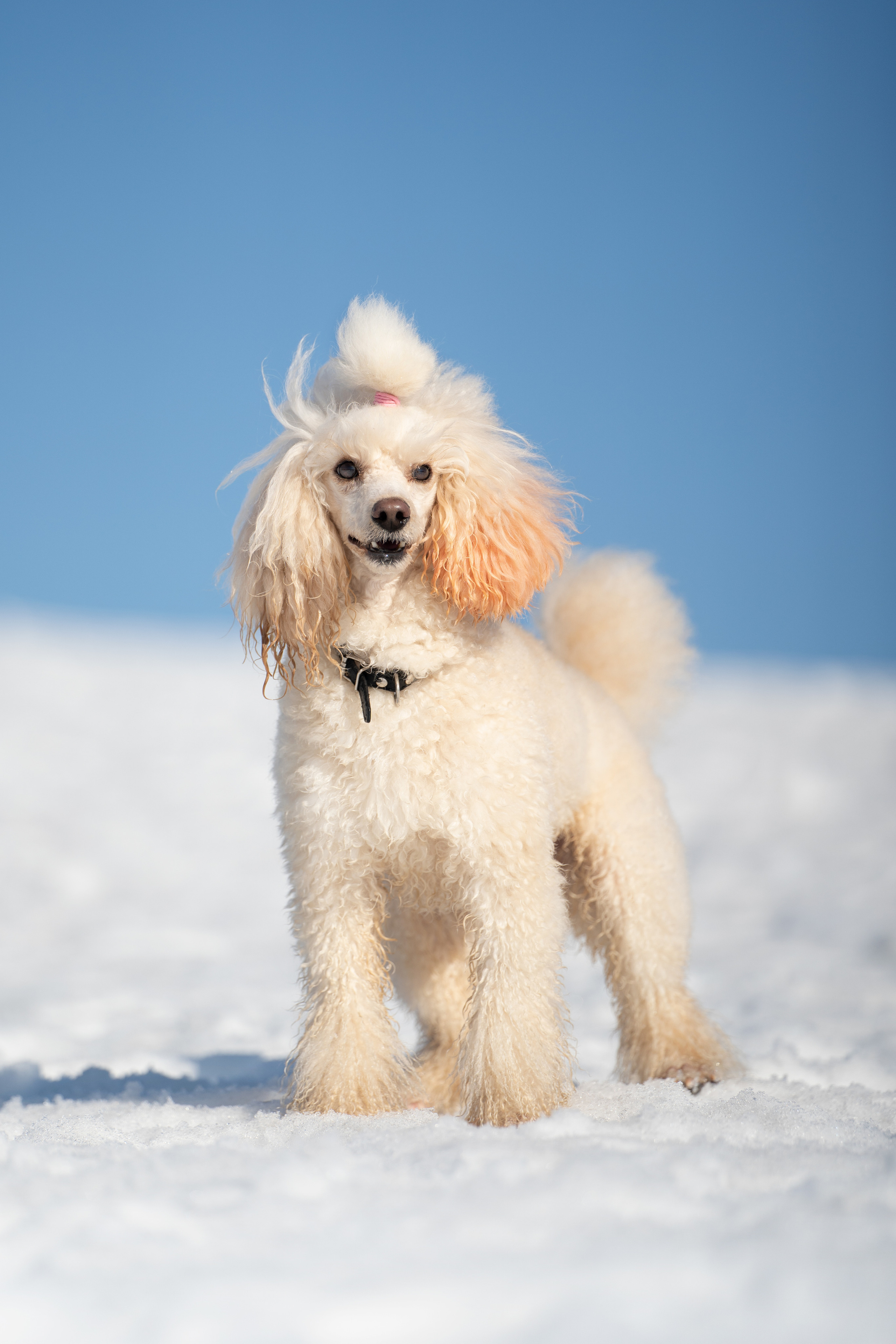 Миша Лева и Кристина. Фотограф анималист
