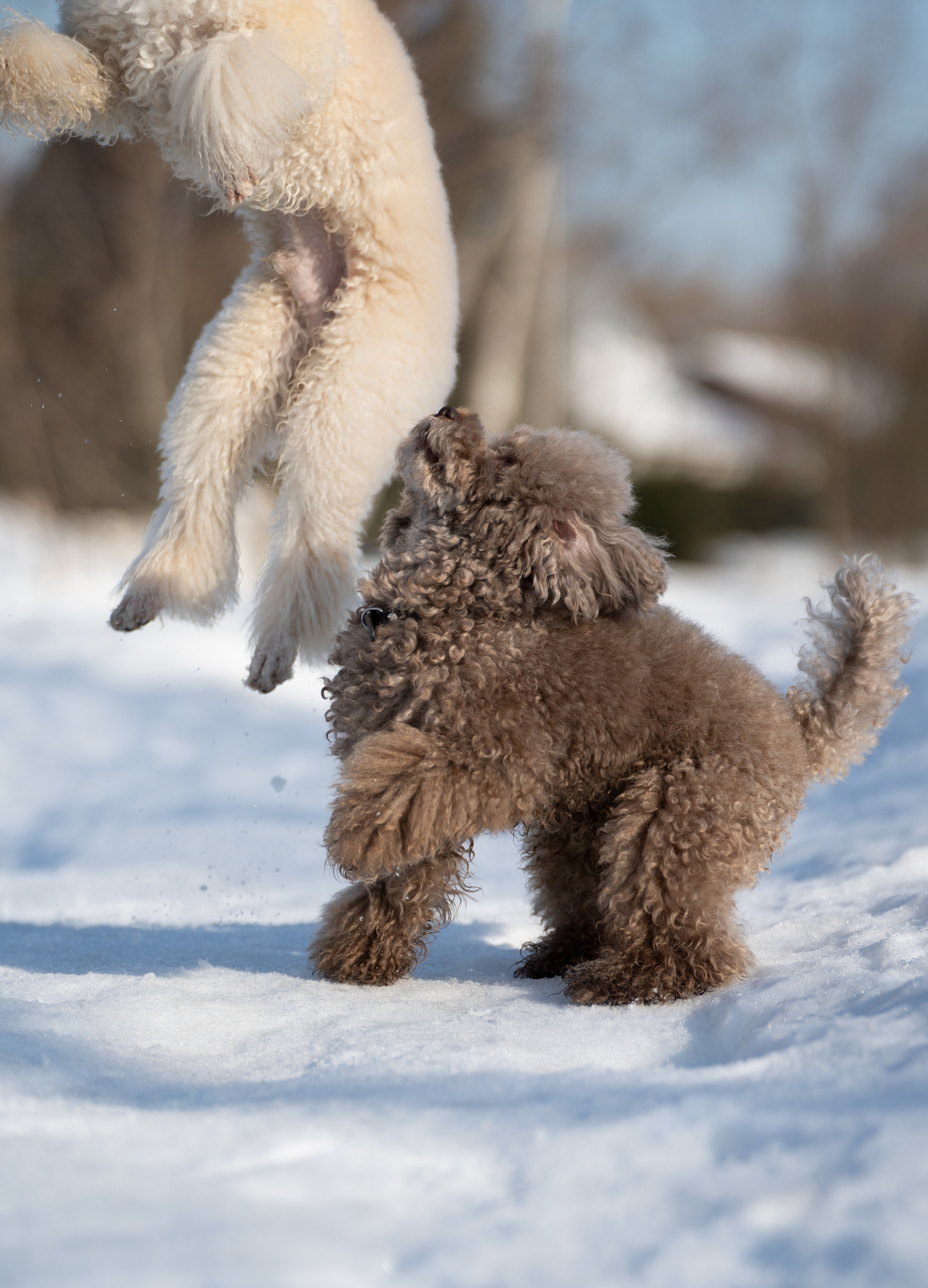 Миша Лева и Кристина. Фотограф анималист