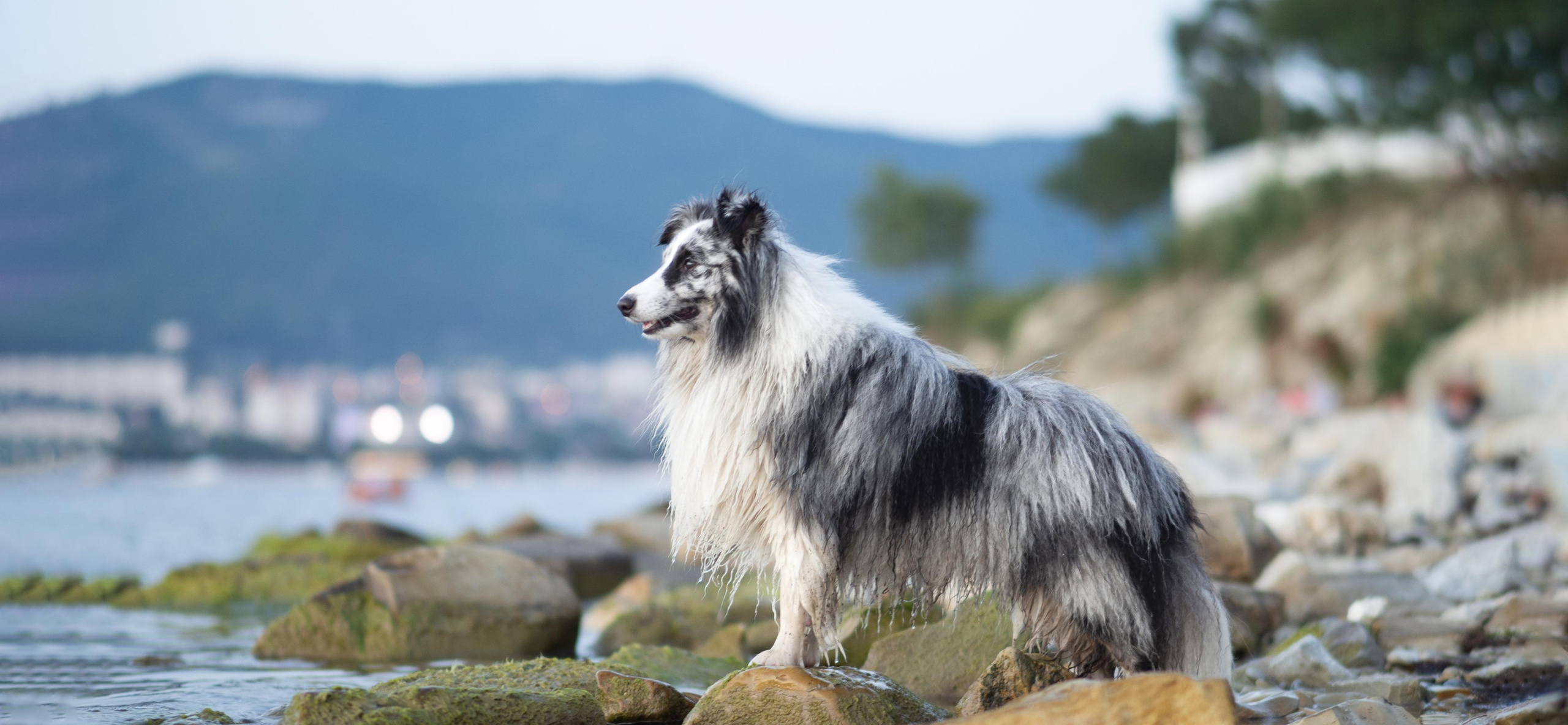 Фотограф анималист