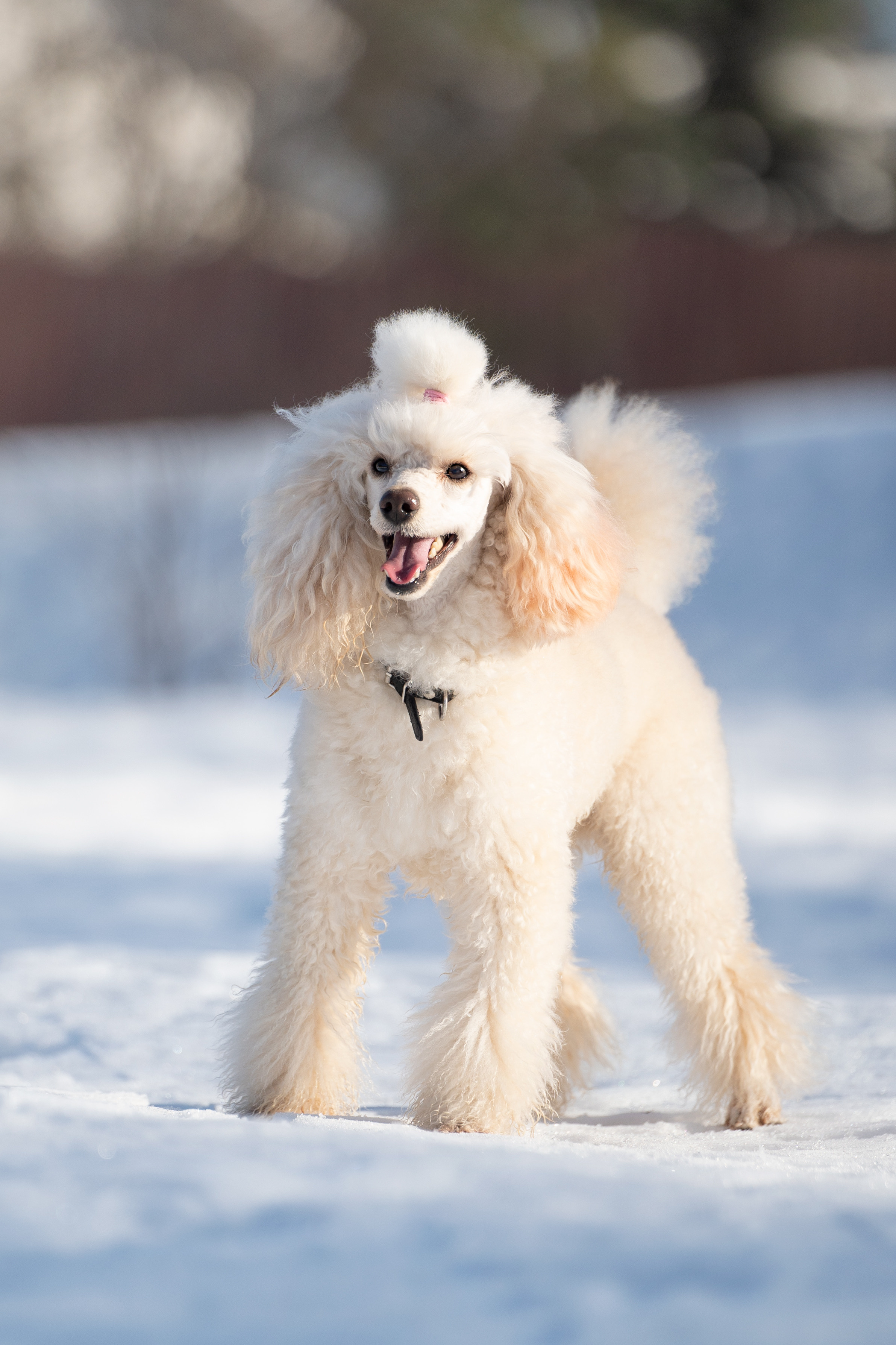Миша Лева и Кристина. Фотограф анималист