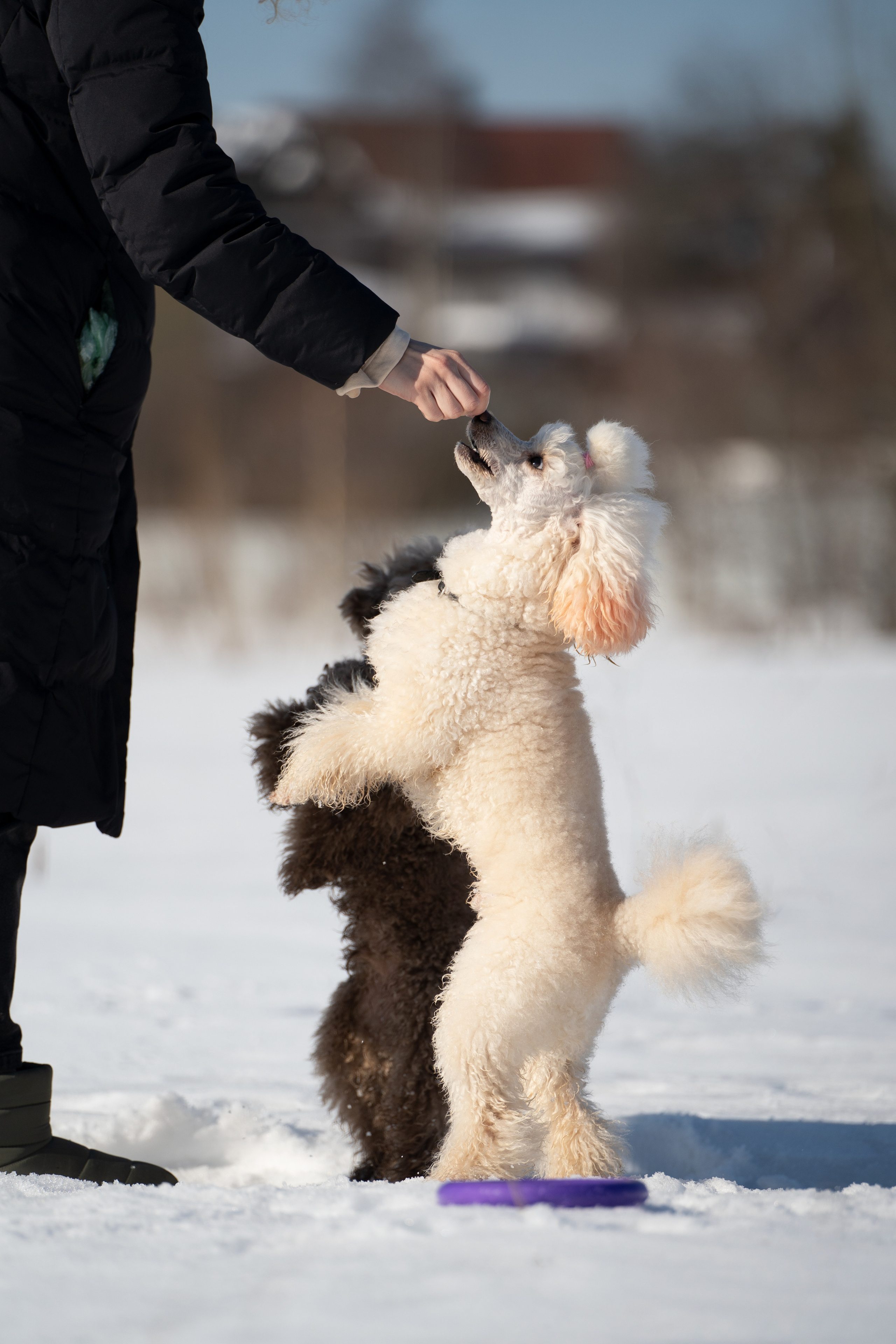 Миша Лева и Кристина. Фотограф анималист