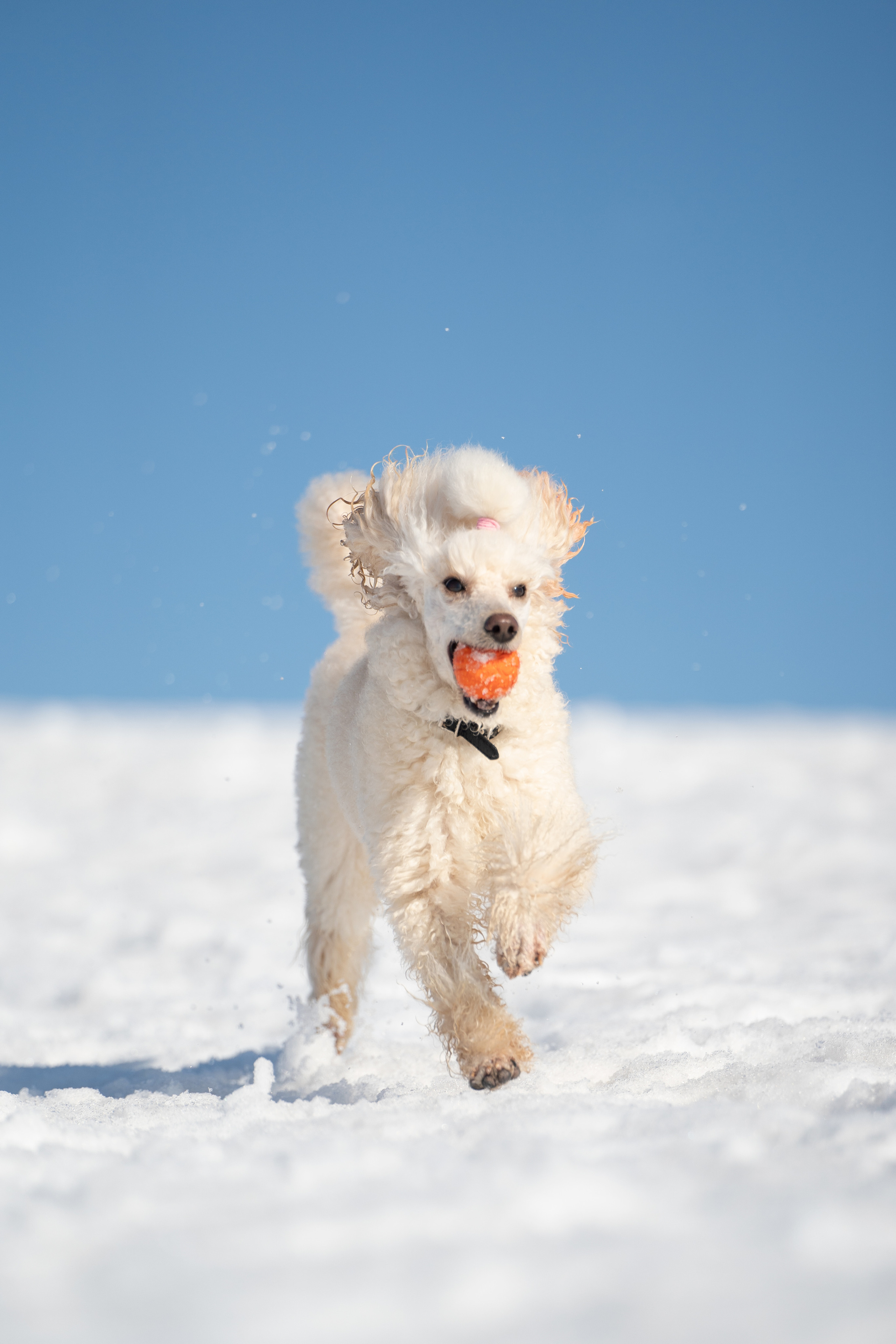 Миша Лева и Кристина. Фотограф анималист