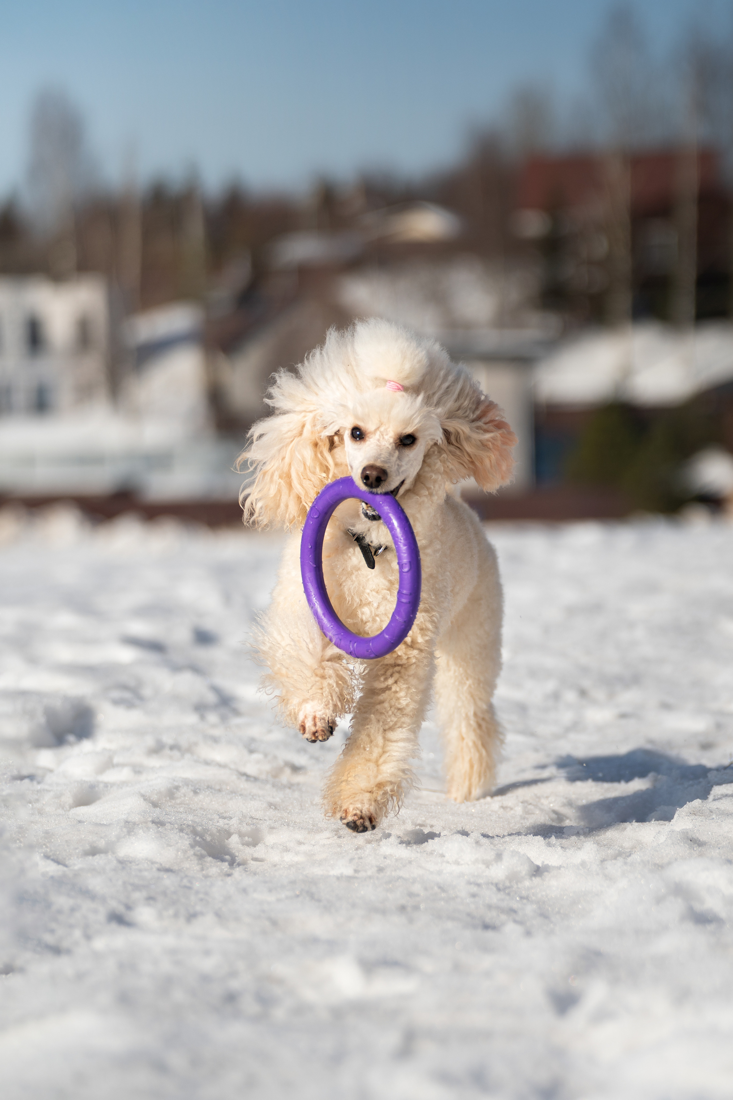 Миша Лева и Кристина. Фотограф анималист