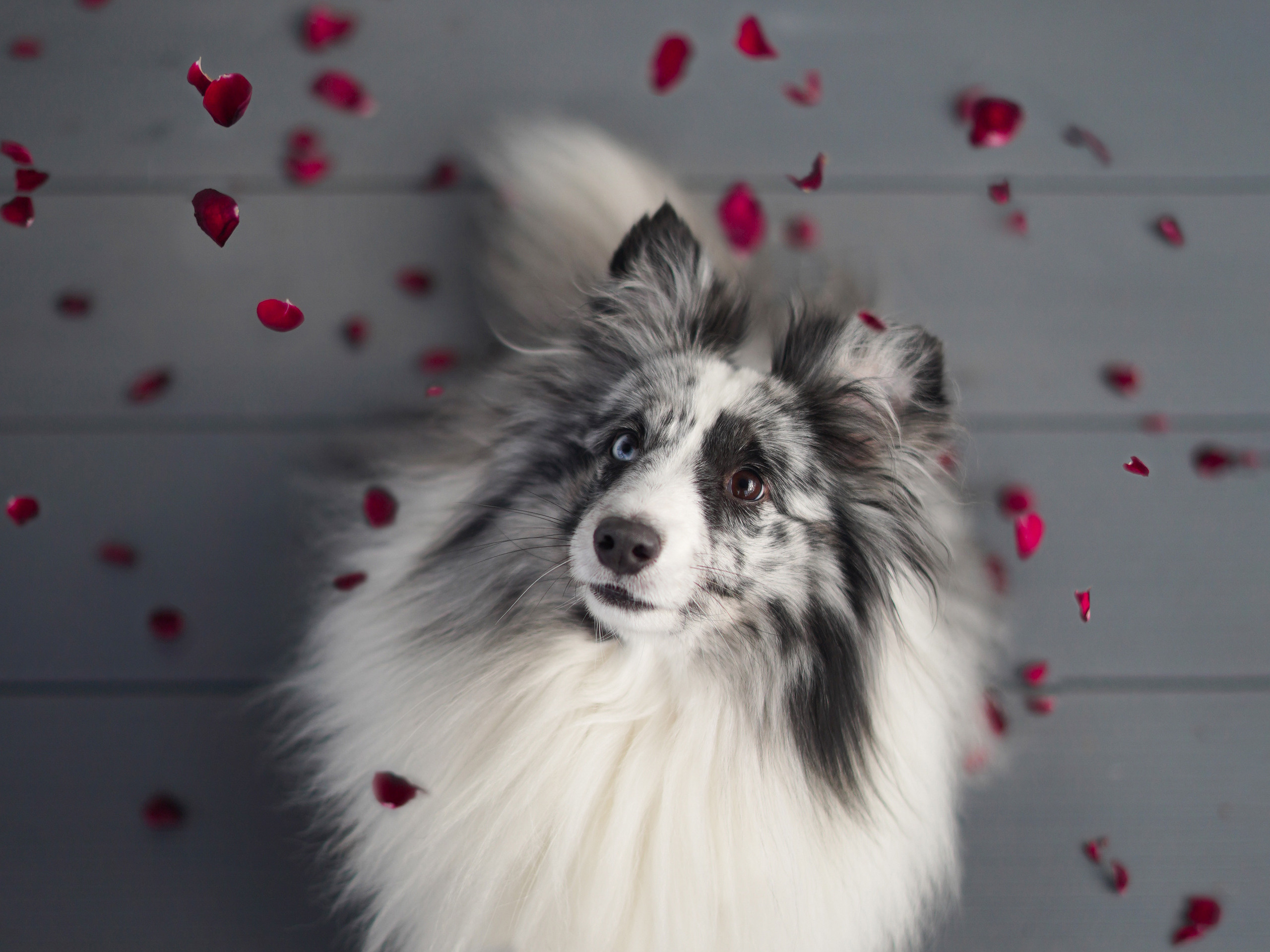 Фотограф анималист