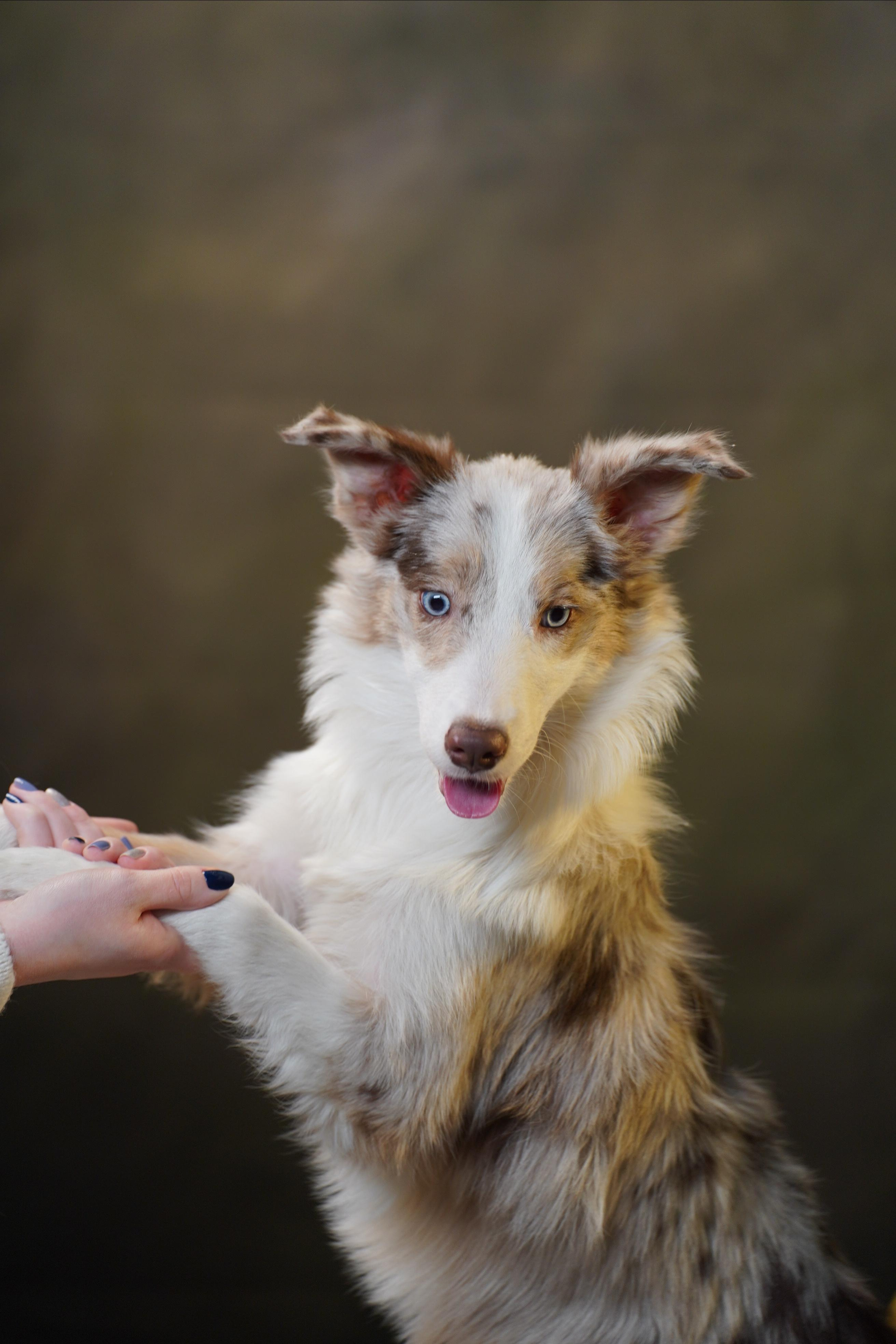 Лайма в студии. Фотограф анималист