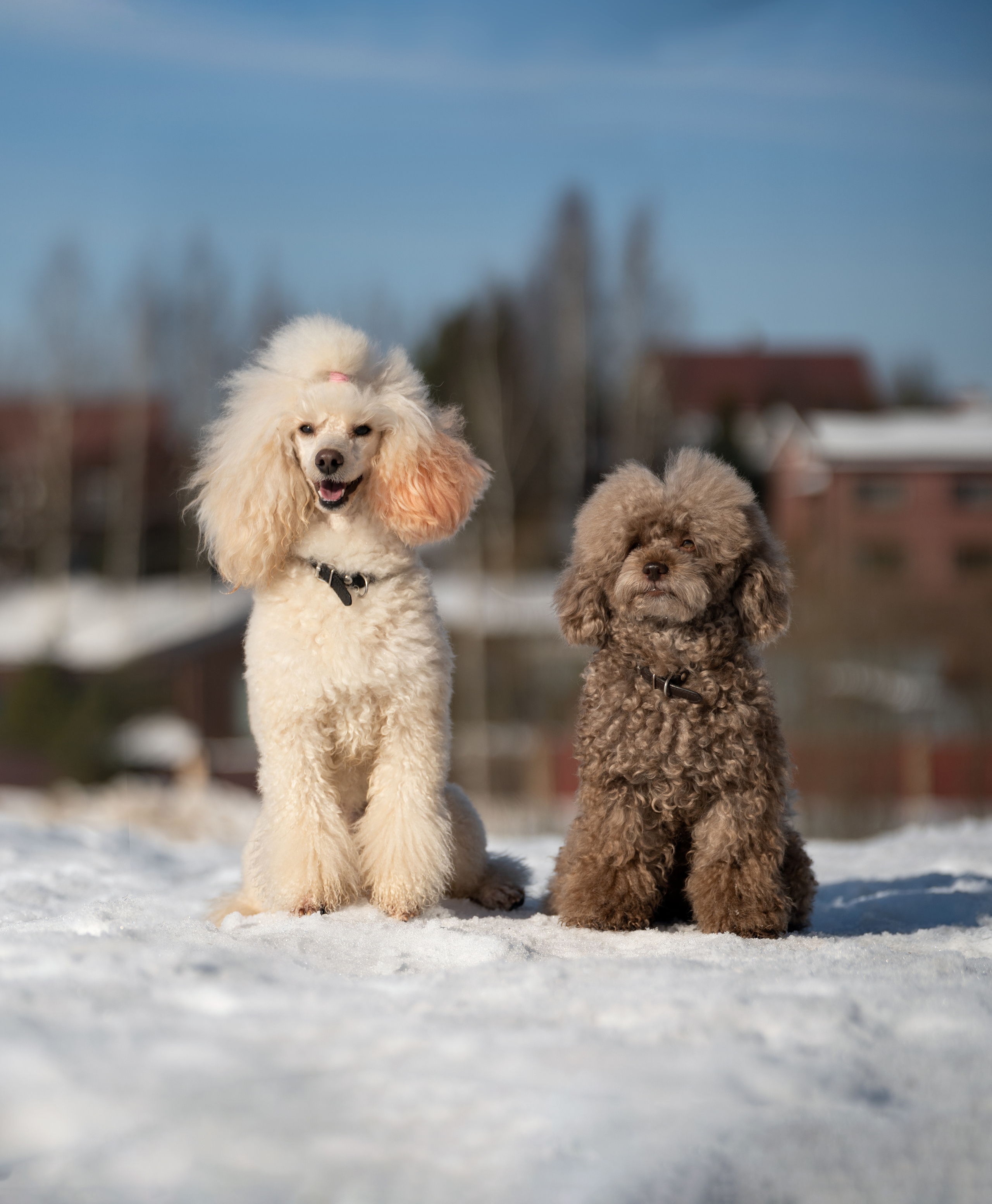Миша Лева и Кристина. Фотограф анималист