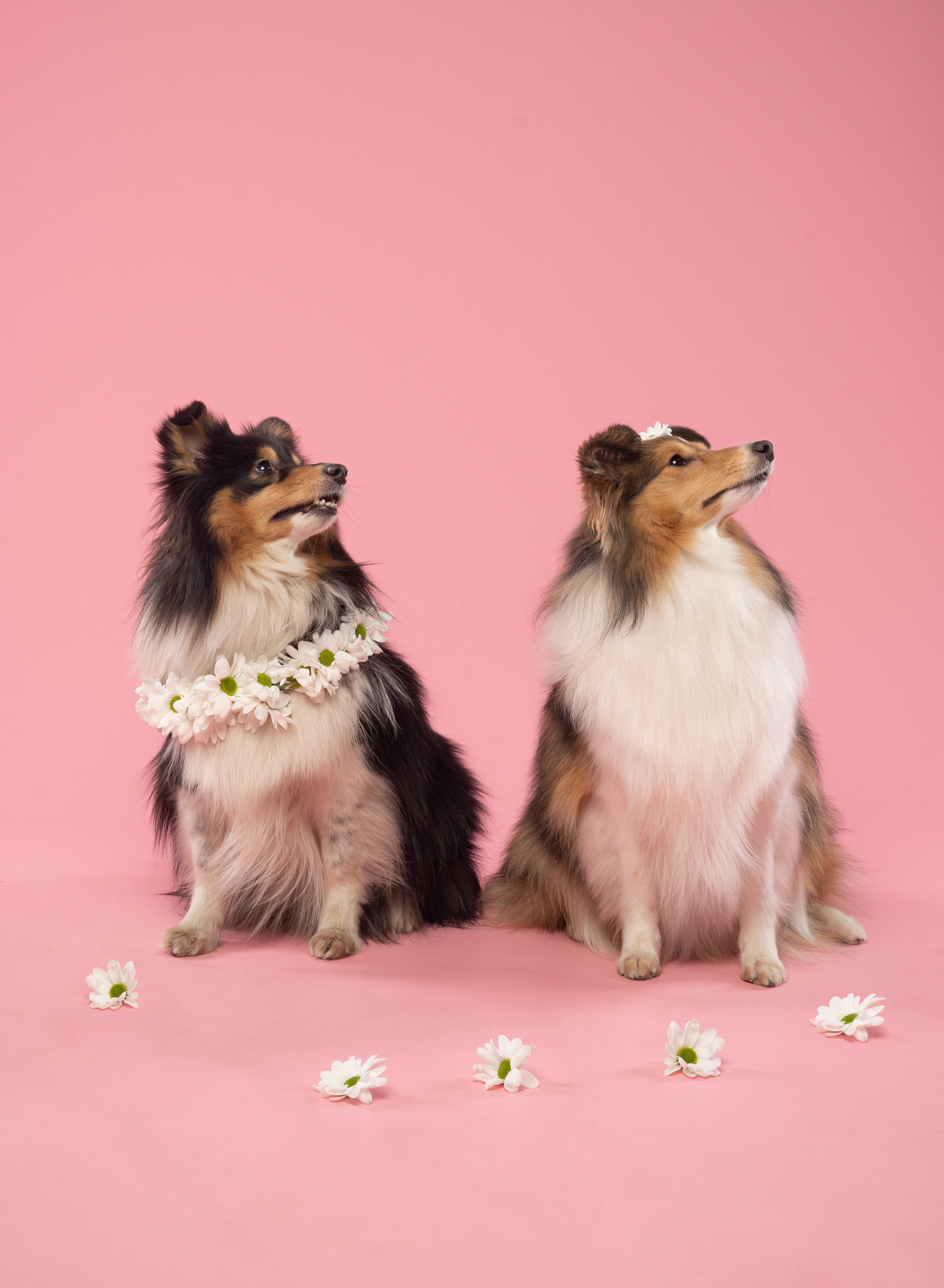 В студии. Фотограф анималист