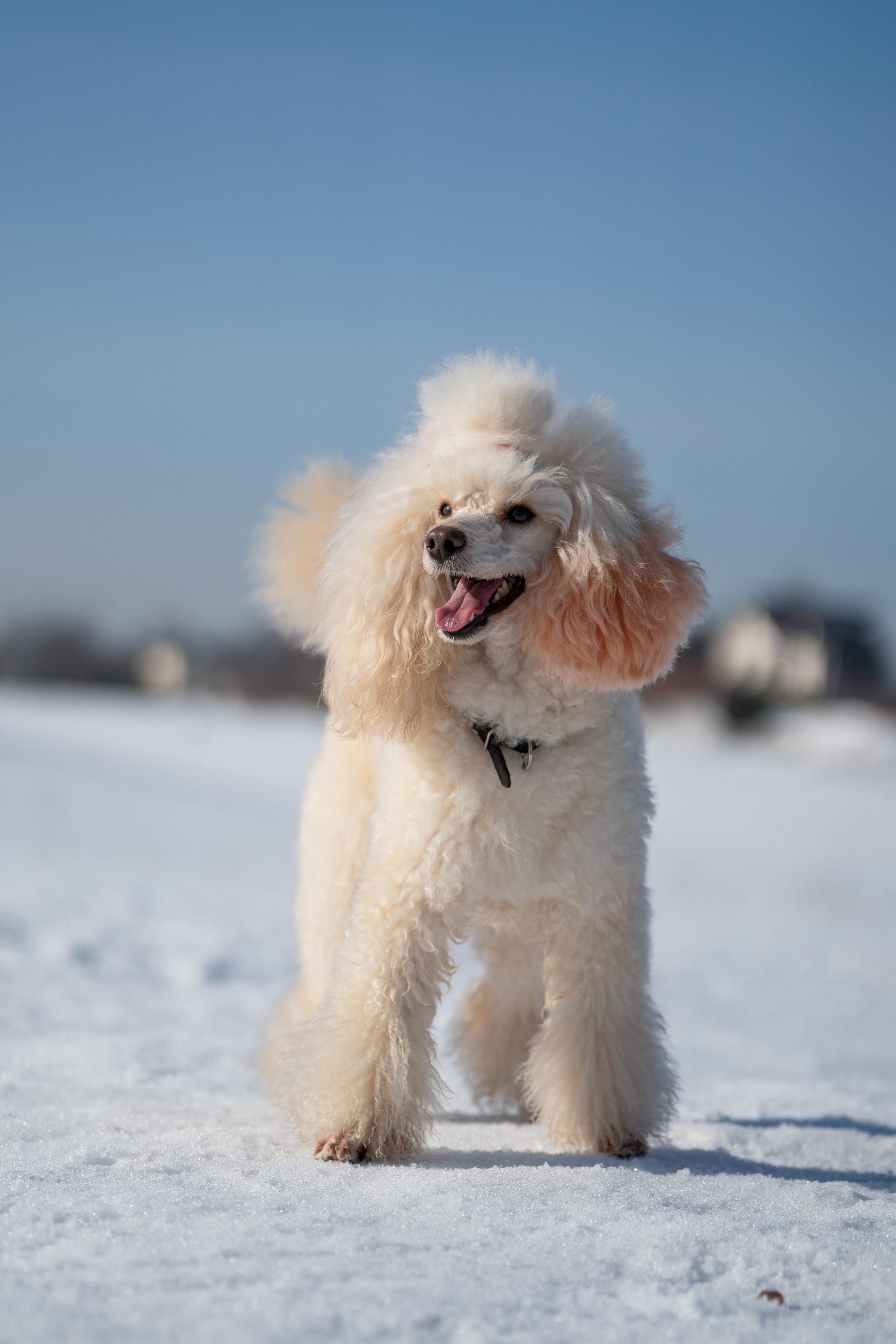 Миша Лева и Кристина. Фотограф анималист