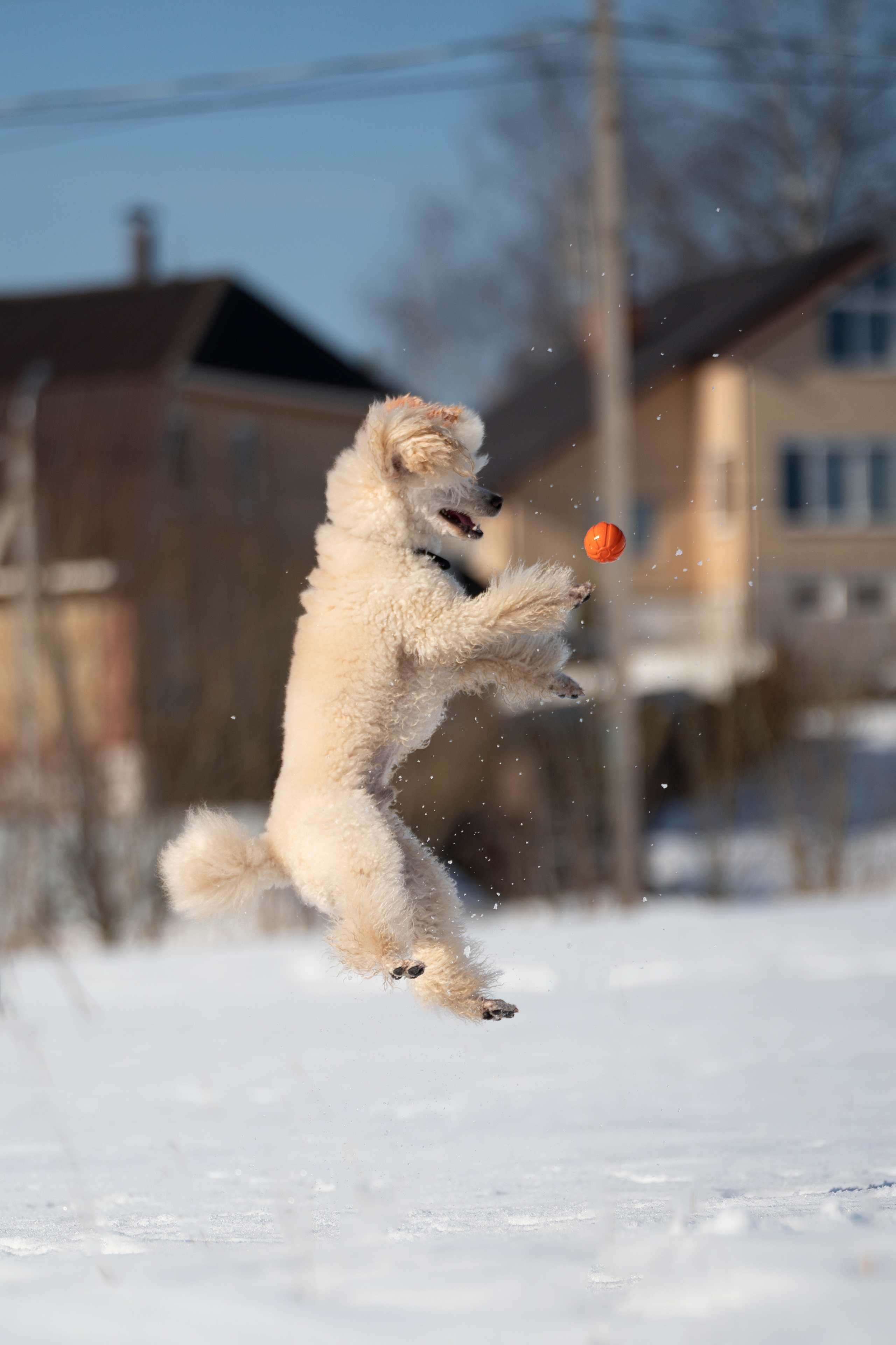 Миша Лева и Кристина. Фотограф анималист