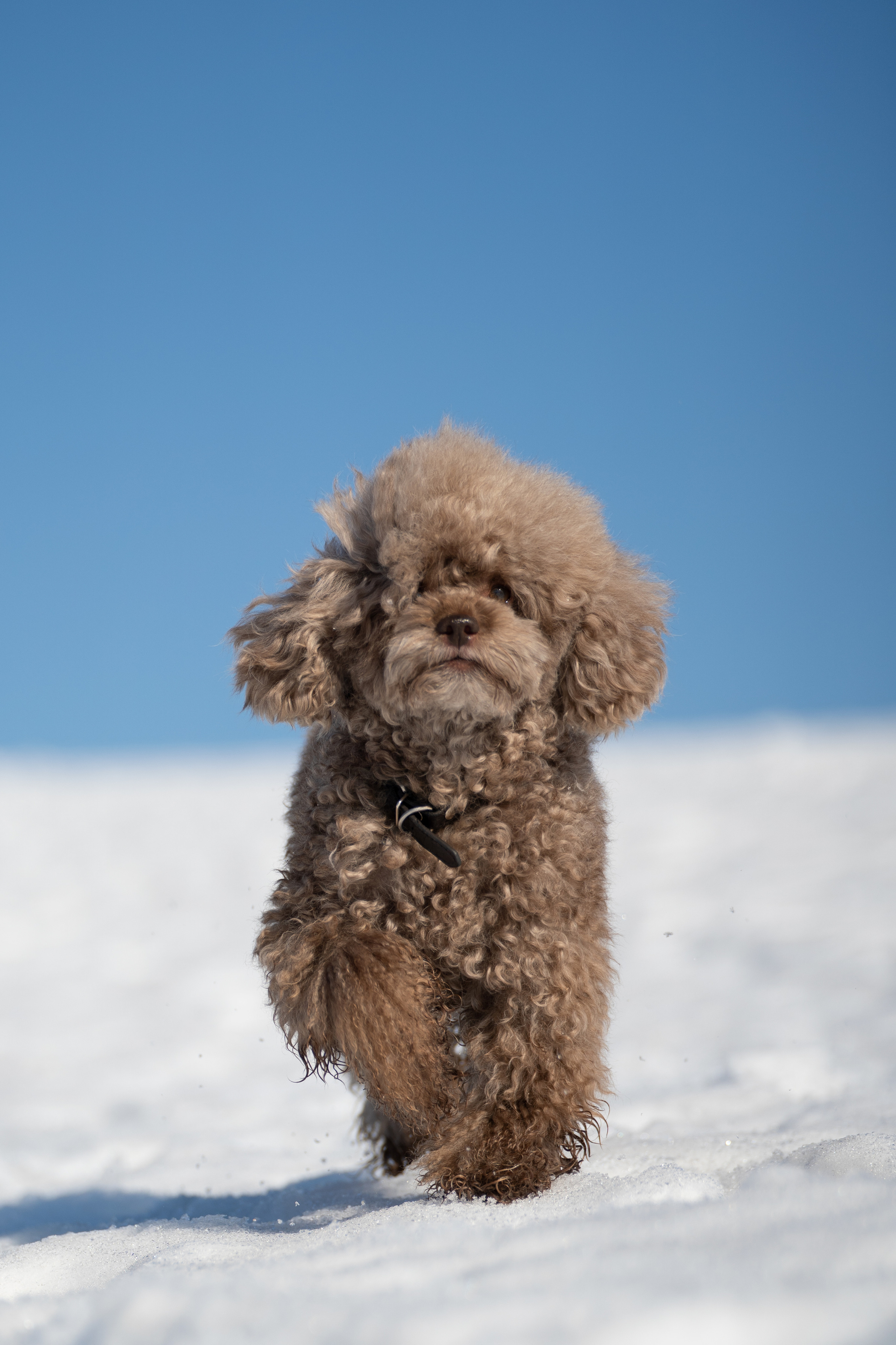 Миша Лева и Кристина. Фотограф анималист