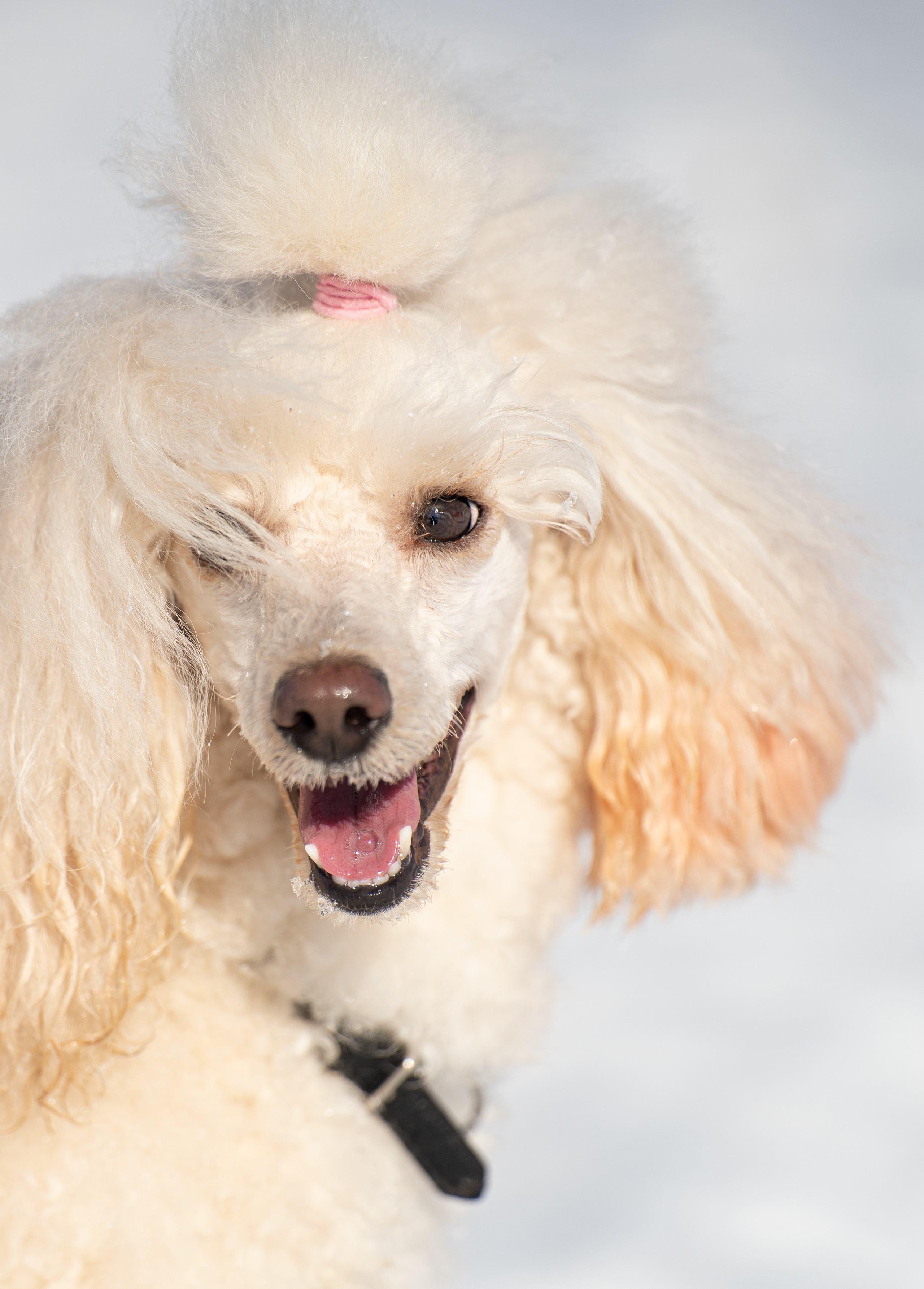 Миша Лева и Кристина. Фотограф анималист
