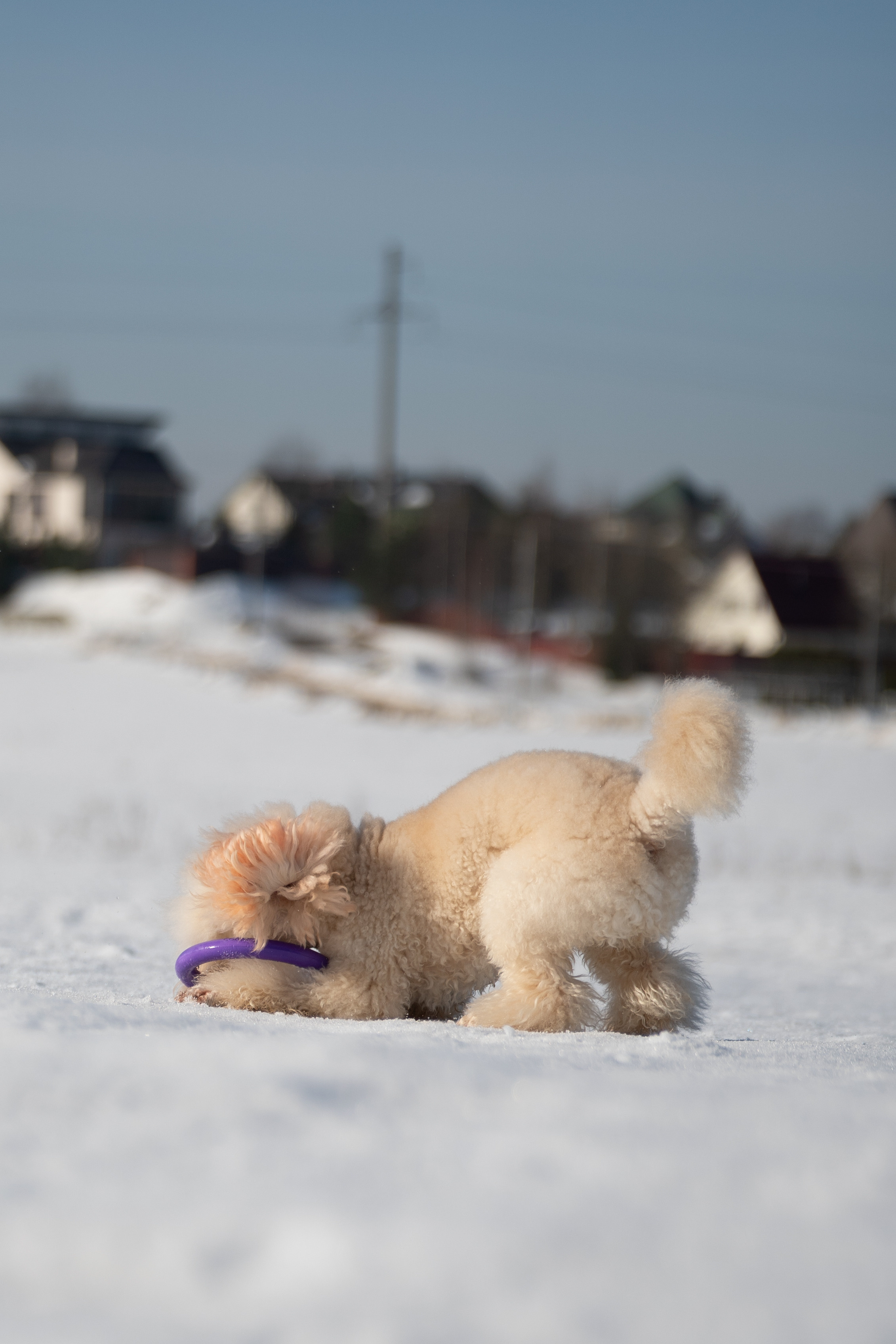 Миша Лева и Кристина. Фотограф анималист