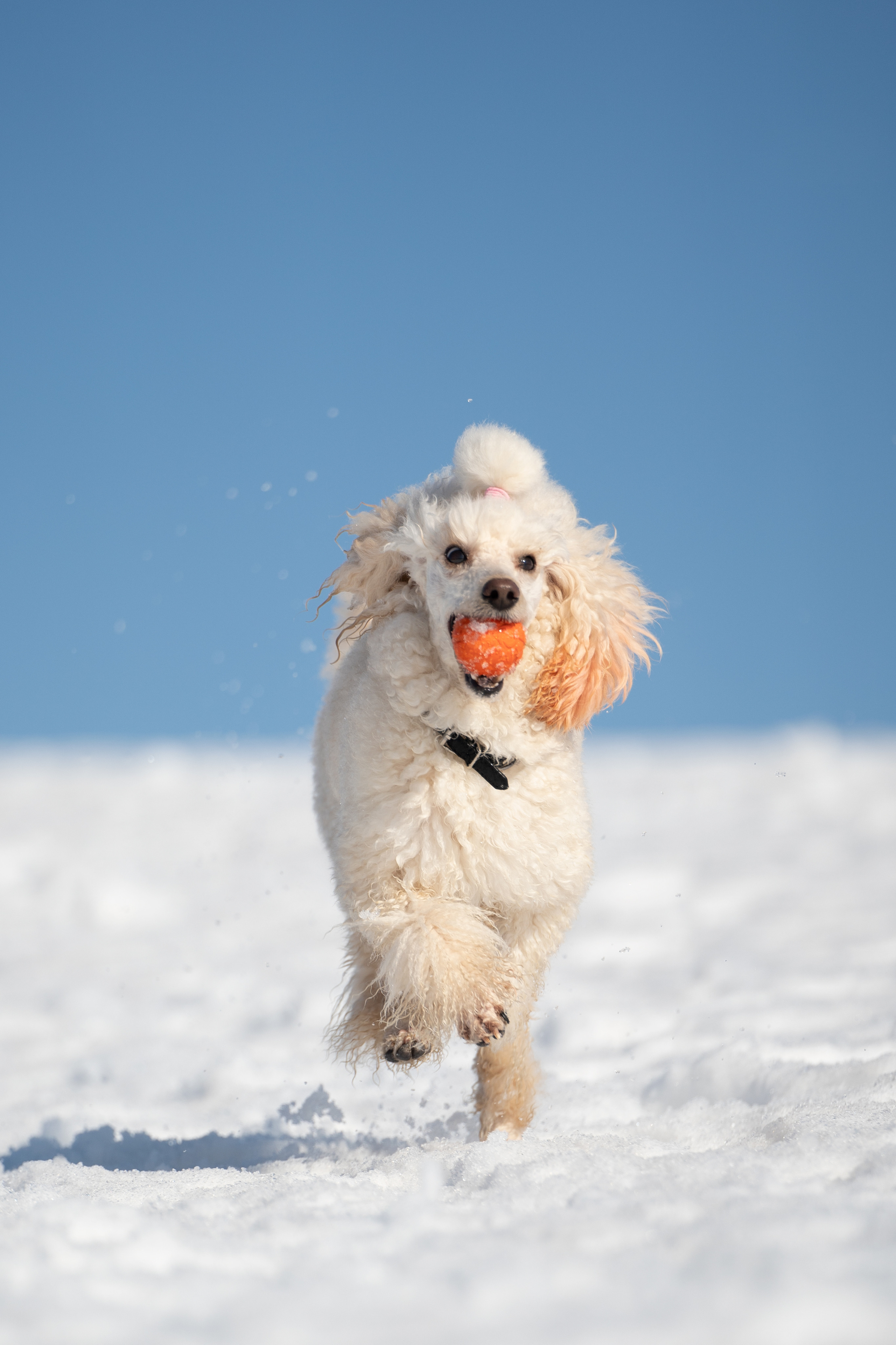 Миша Лева и Кристина. Фотограф анималист