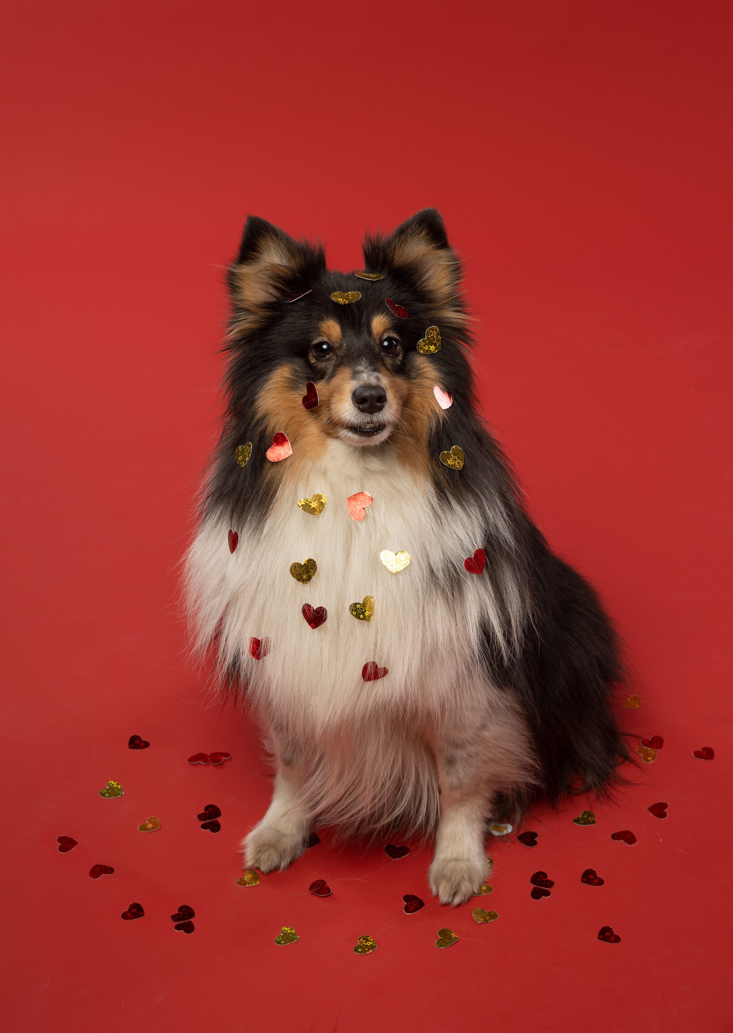 В студии. Фотограф анималист