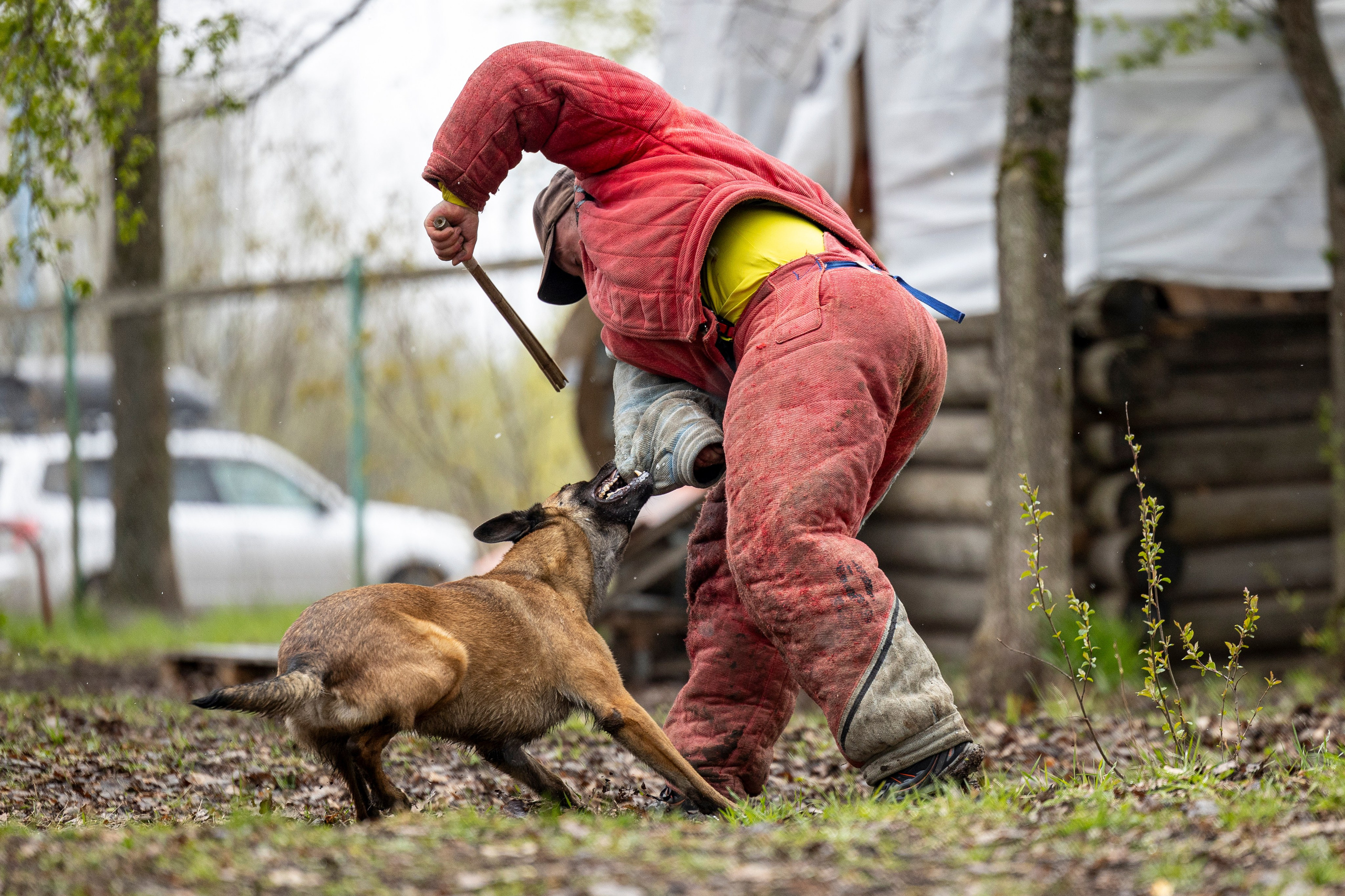Квалификационные состязания по мондьорингу г. Вологда 11.05.24. Фотограф-анималист Анна Маринич