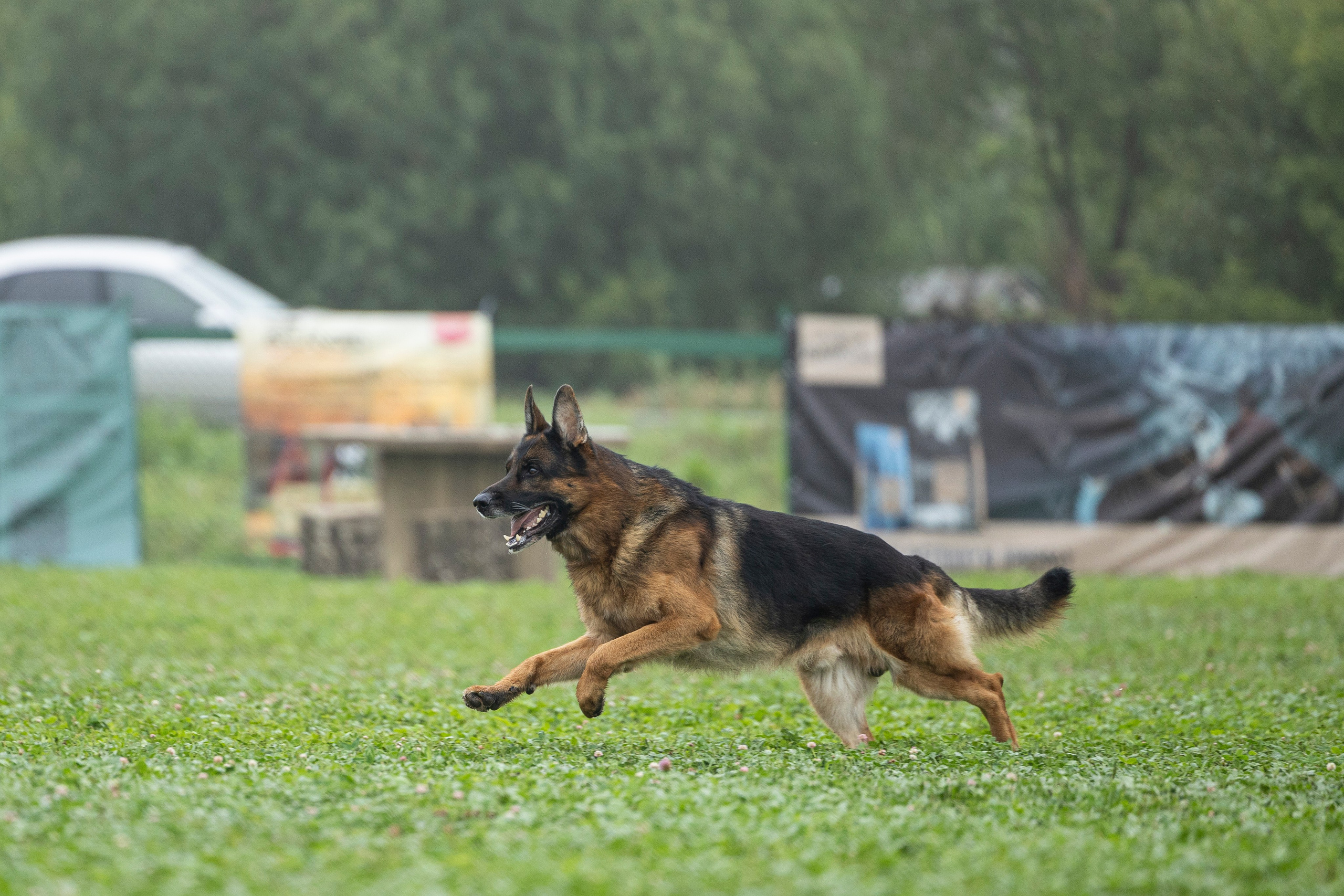 Соревнования по Мондьорингу г. Вологда 10-11.08.2024. Фотограф-анималист Анна Маринич