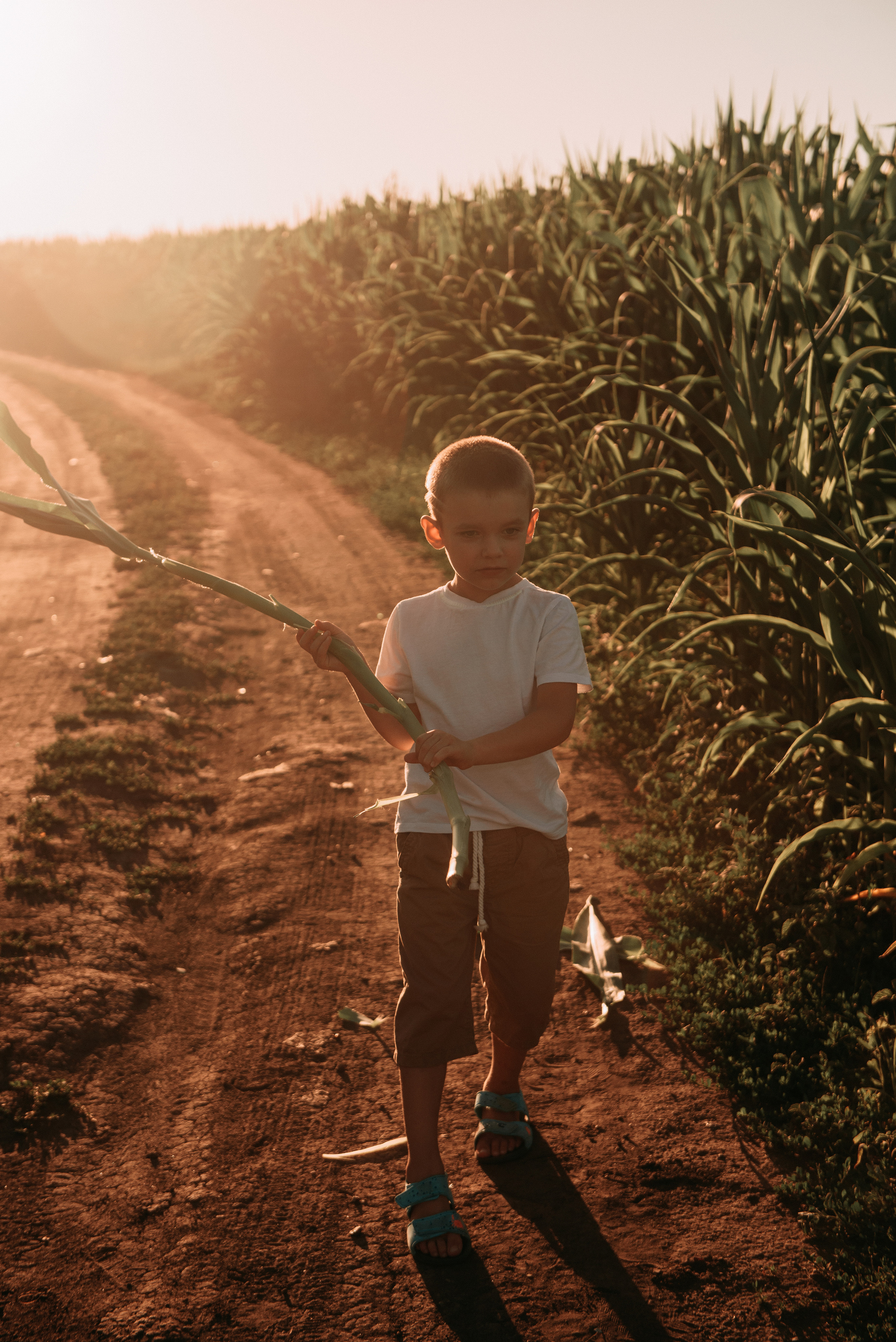 Кукуруза. Свадебный фотограф Белгород