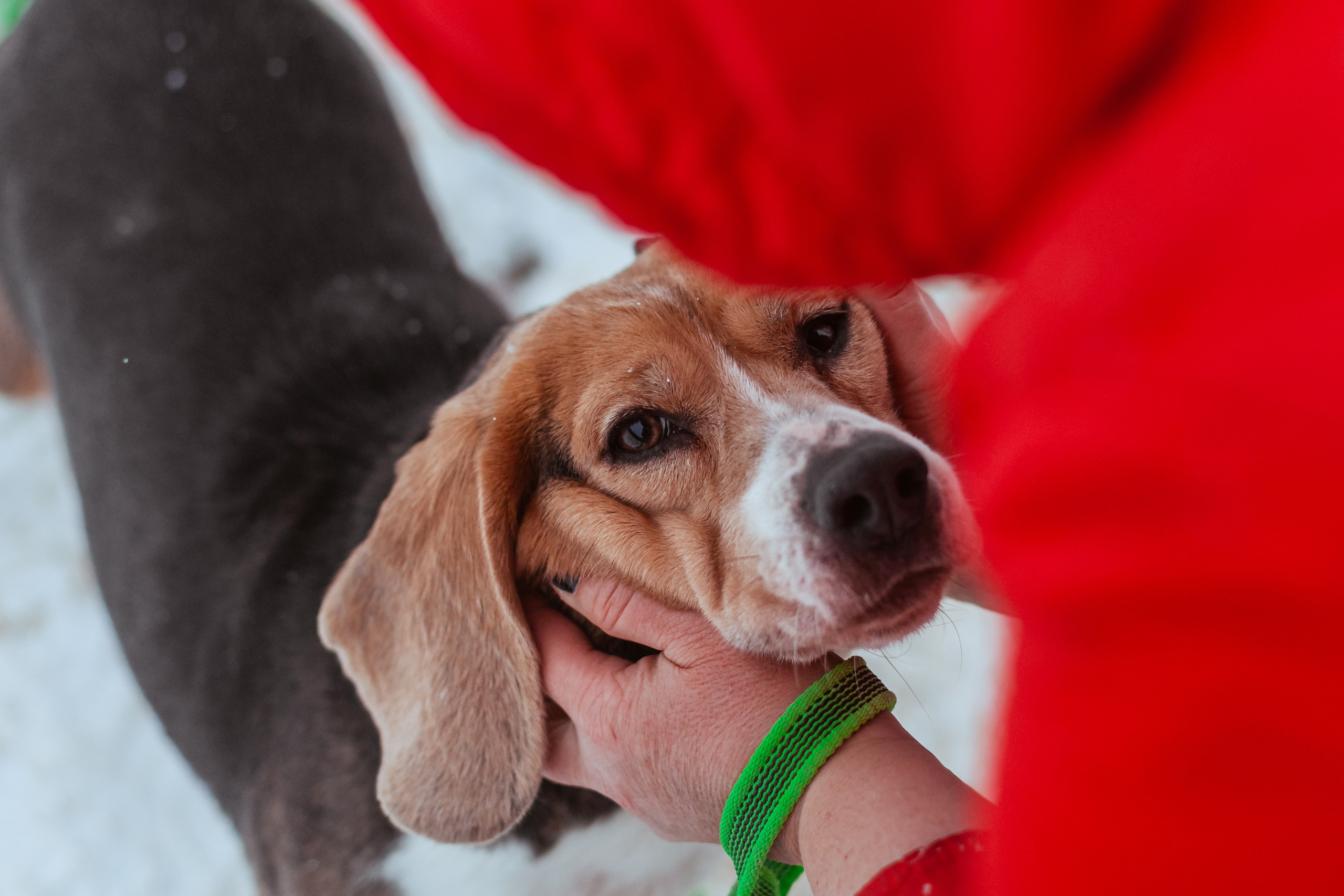 Дом для Биглей 2023. Фотограф-анималист Татьяна Степанова