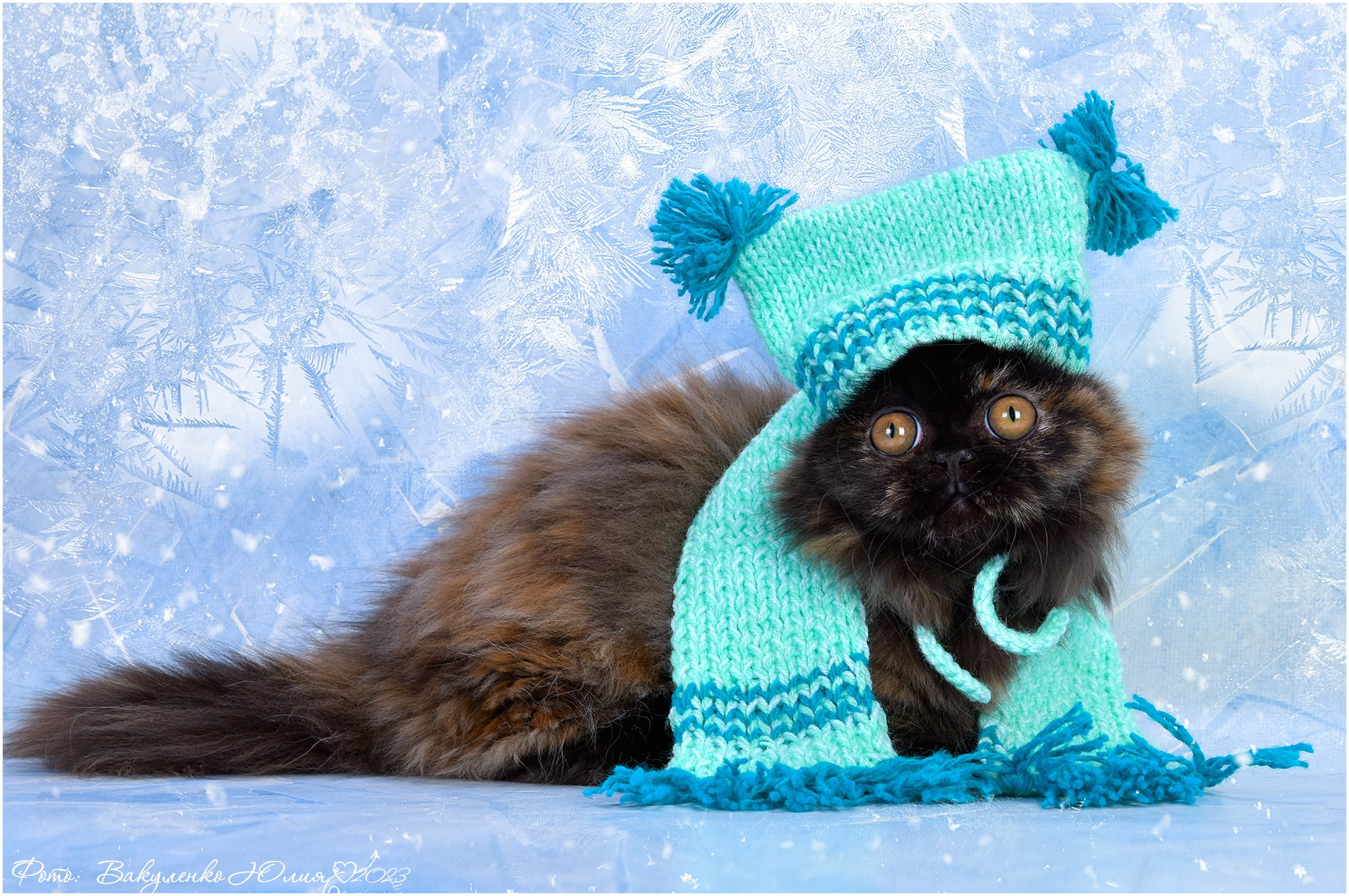 Котята. Фотограф анималист | семейный Юлия Вакуленко, г. Краснодар