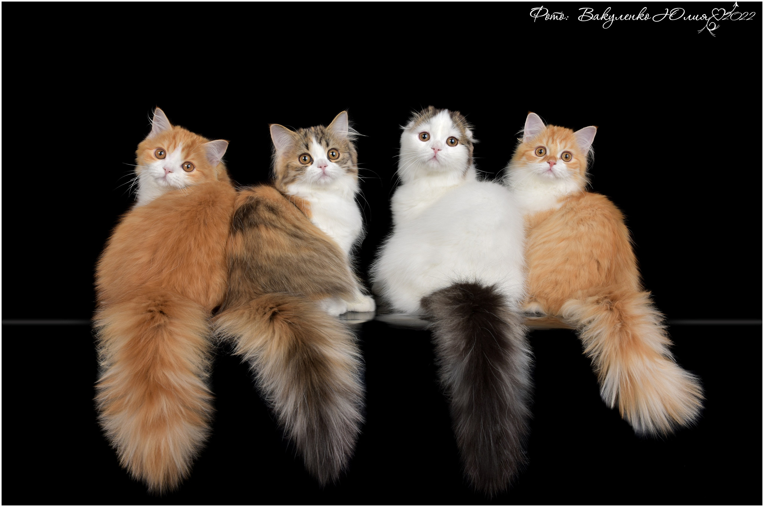 Котята. Фотограф анималист | семейный Юлия Вакуленко, г. Краснодар