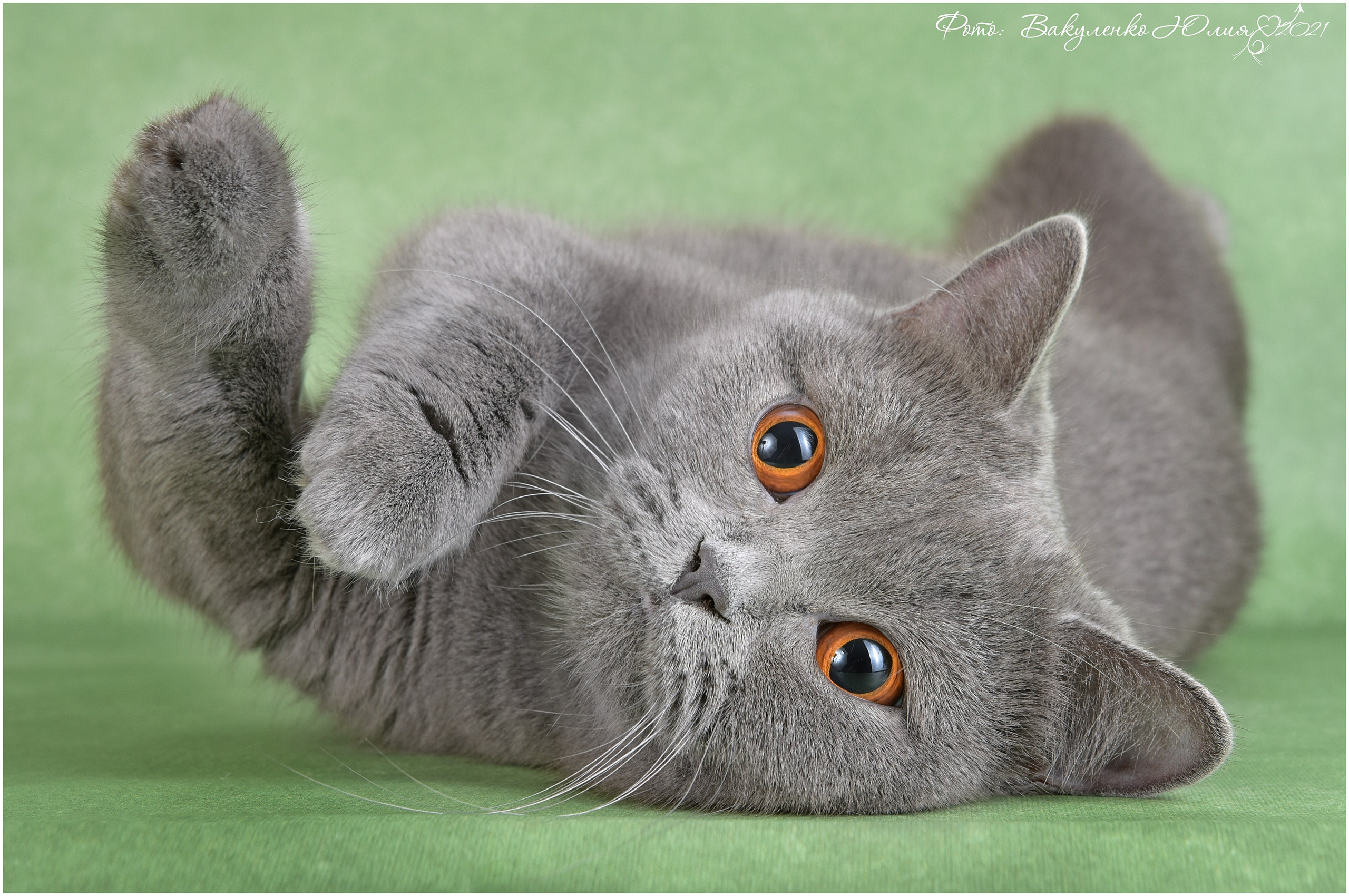 Взрослые. Фотограф анималист | семейный Юлия Вакуленко, г. Краснодар