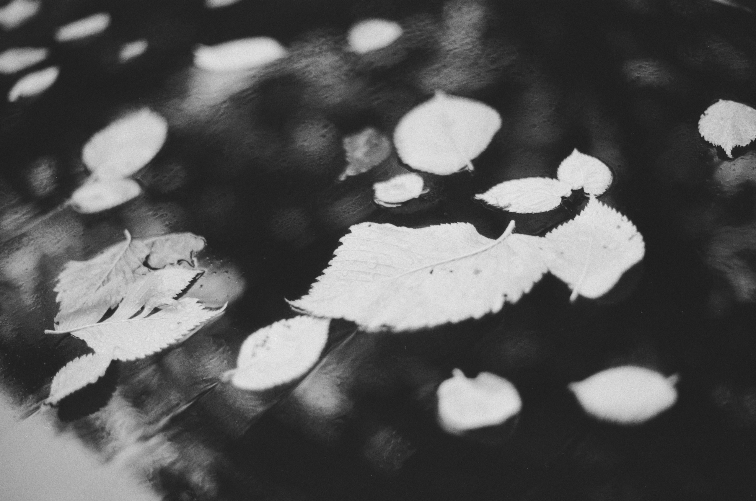 Black dog petersburg // st.-petersburg II. EVER EXPOSED