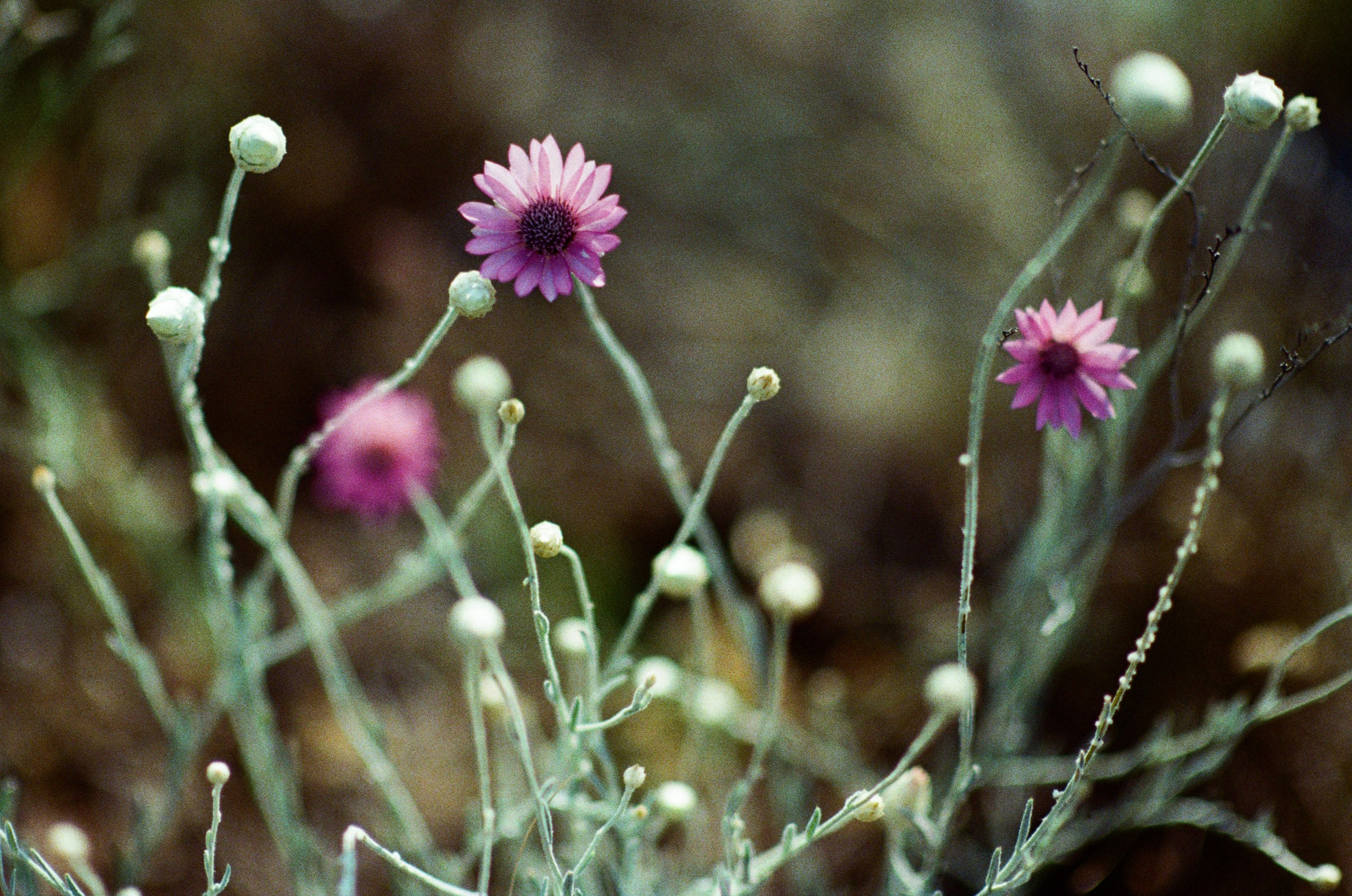 Silver strings // ukraine, crimea VII. EVER EXPOSED