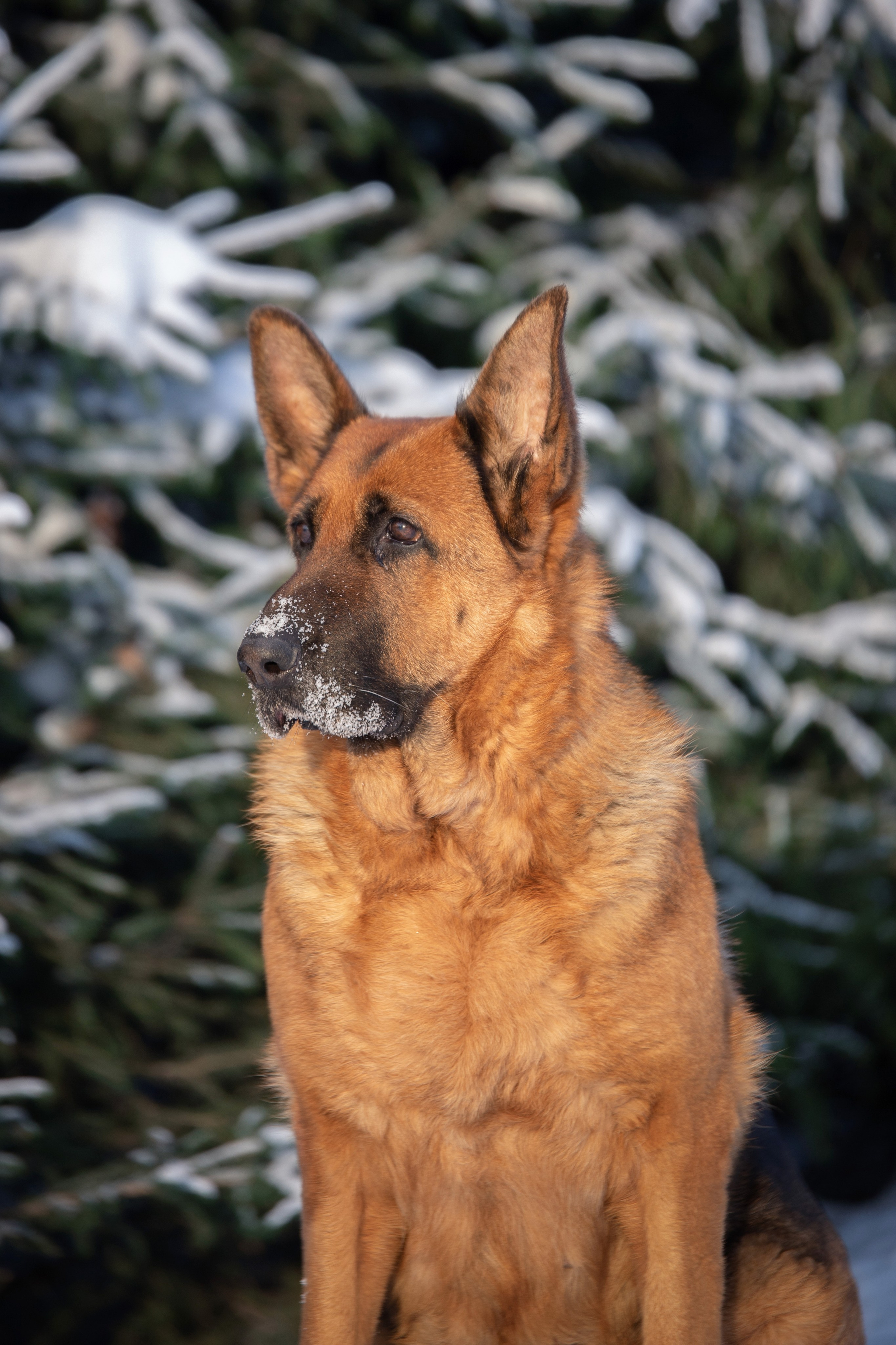 Барса. Юлия Микульская. Рыбинск