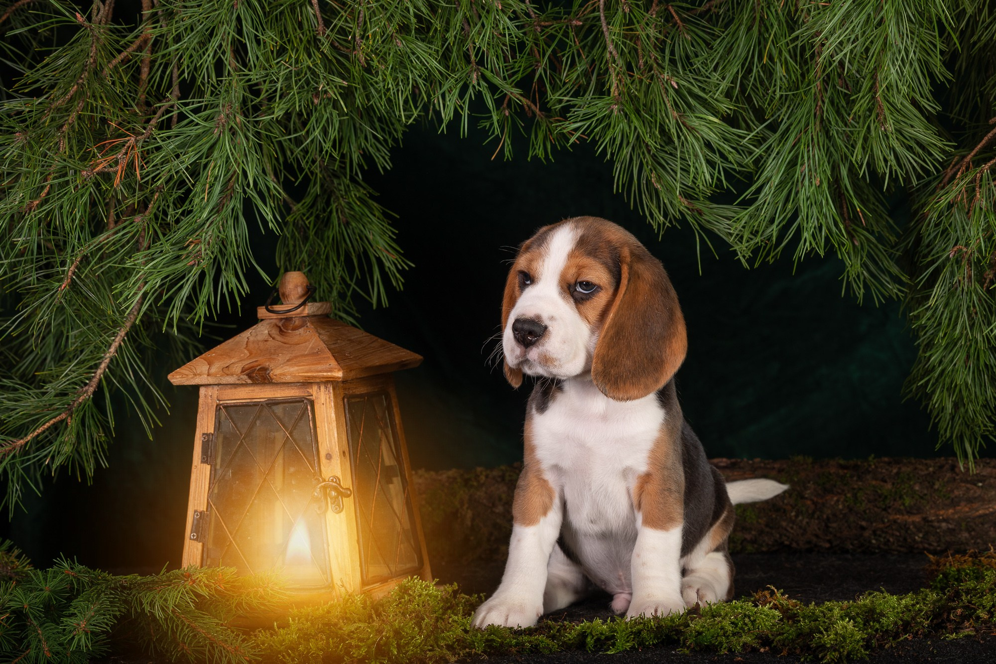 Фотосъёмки щенков. Фотограф-анималист Natalia Deingel | Фотосъемка собак в Москве