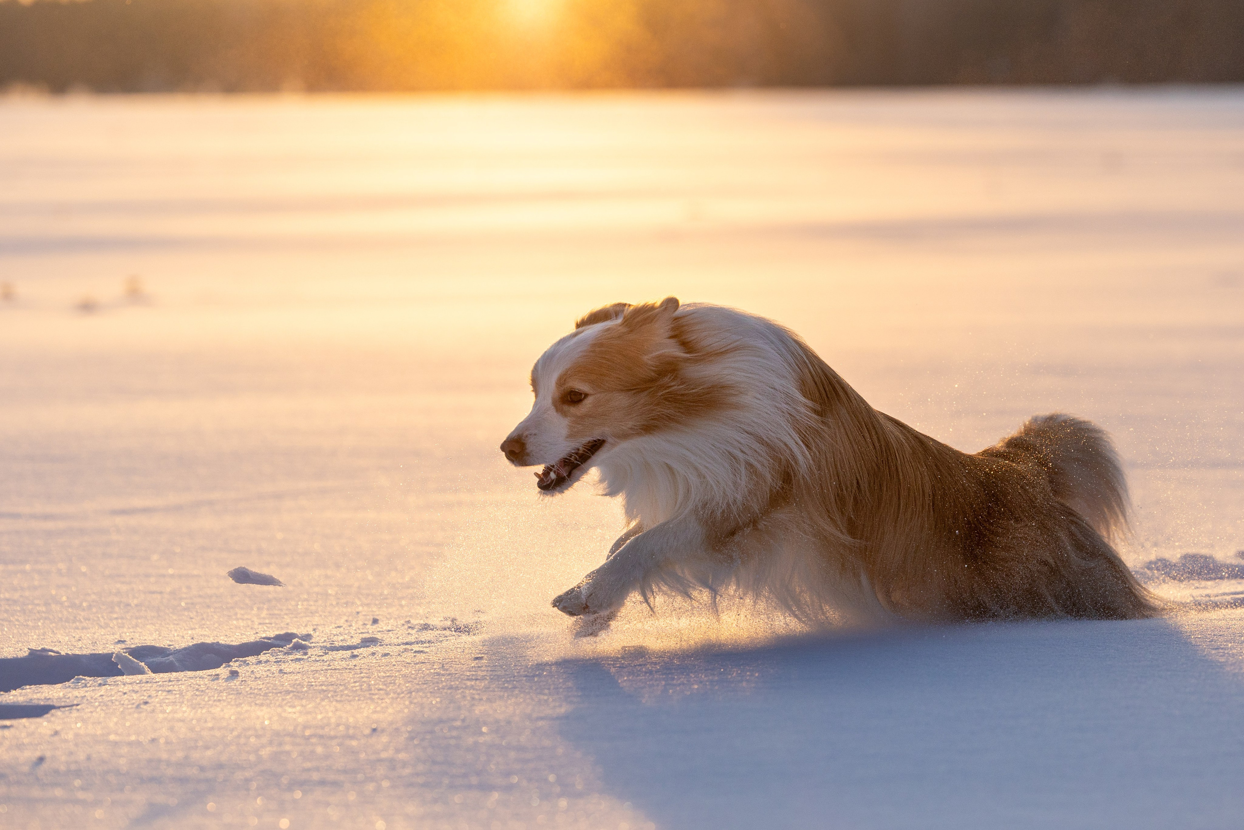 Бордер колли Прайм, Вэй и Лёля. Фотограф-анималист Natalia Deingel | Фотосъемка собак в Москве