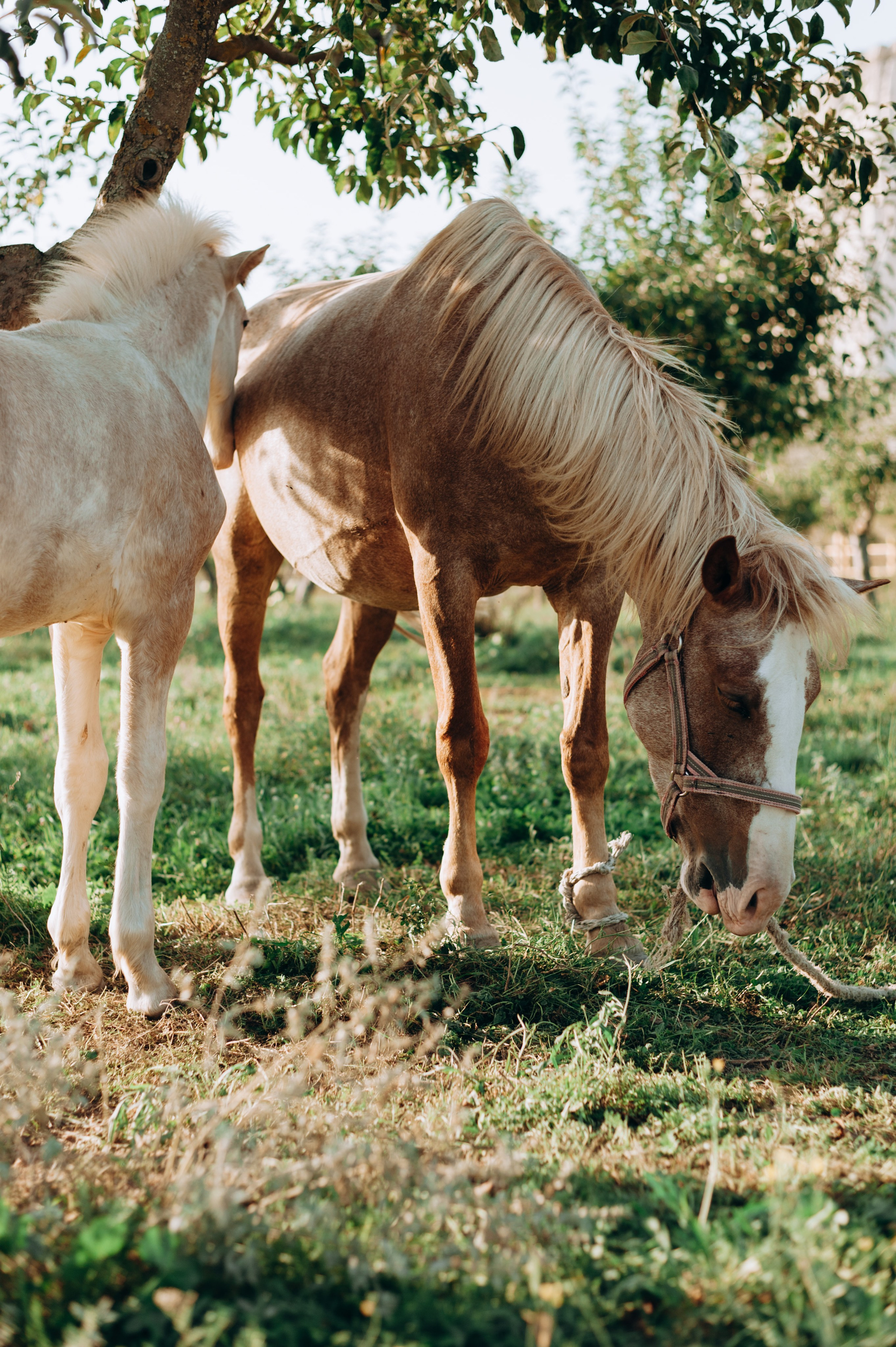 Ксения и Вова | На конном ранчо. Портретный свадебный фотограф Крым | Евгения Щитенко