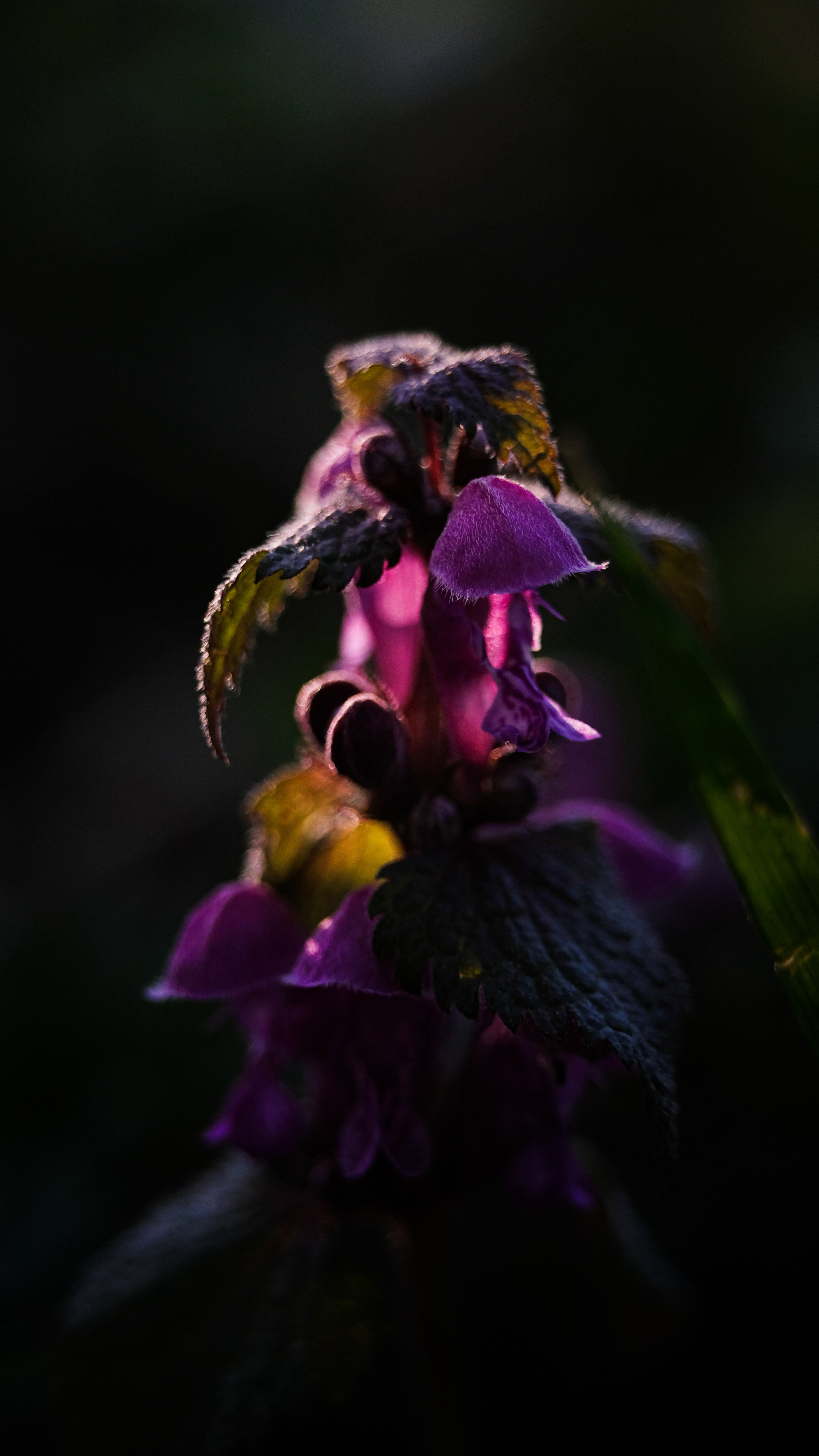 Чем дальше в лес. KRUTOVA_фотографирую жизнь