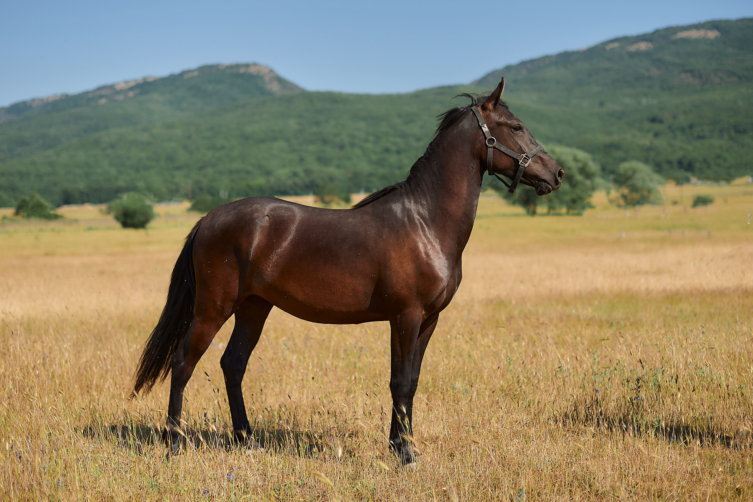 Изя. Фотограф в Севастополе