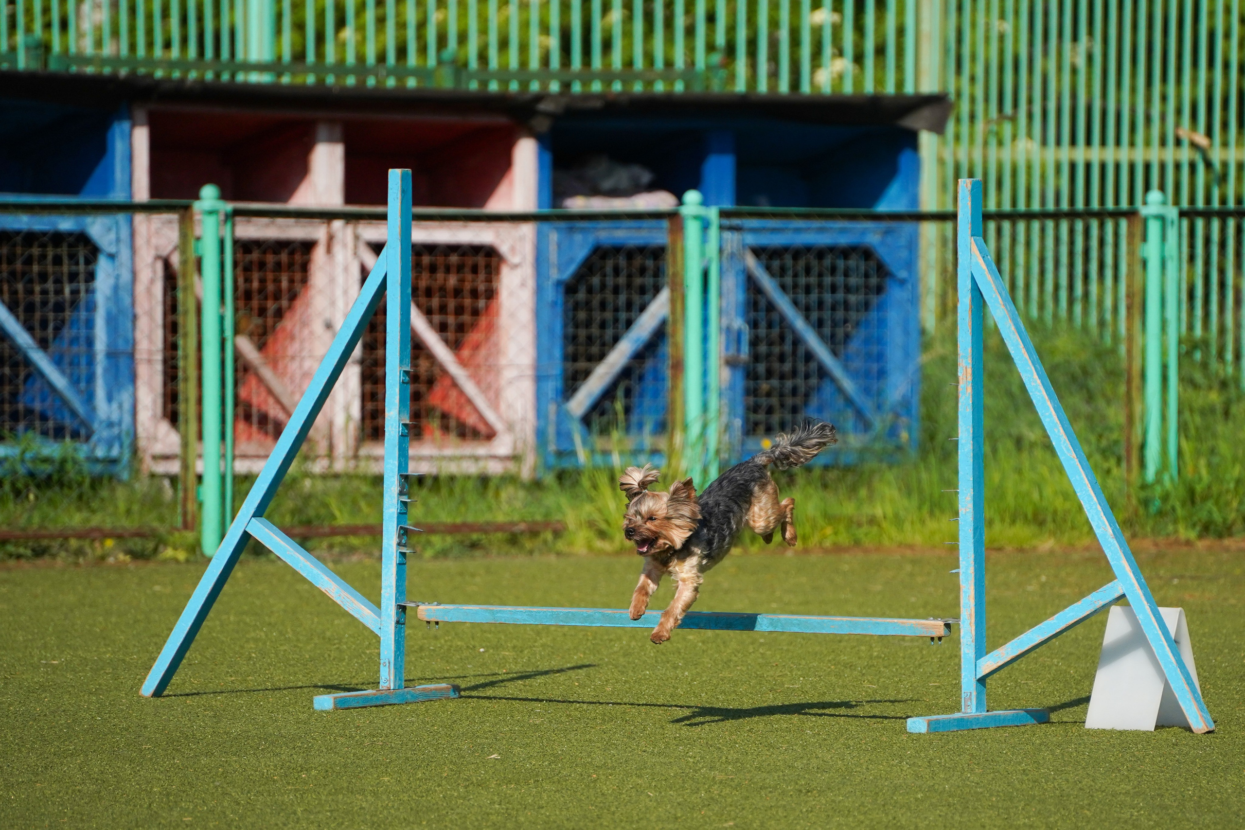 Аджилити 25.05.24, Санкт-Петербург. Фотограф-анималист Анастасия Большакова