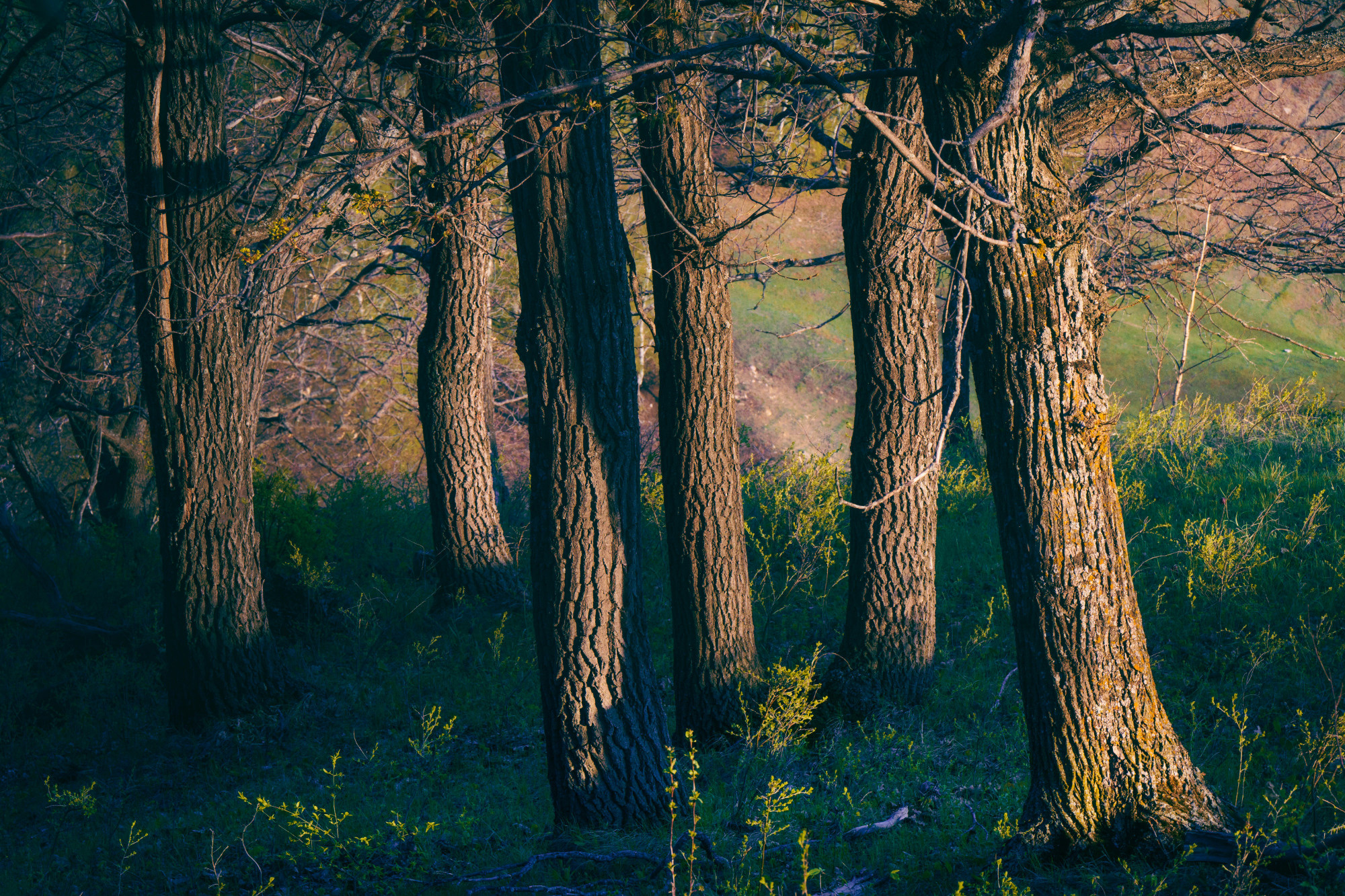 Лето, лес, деревья…. Пейзажный фотограф Руслан Лукманов