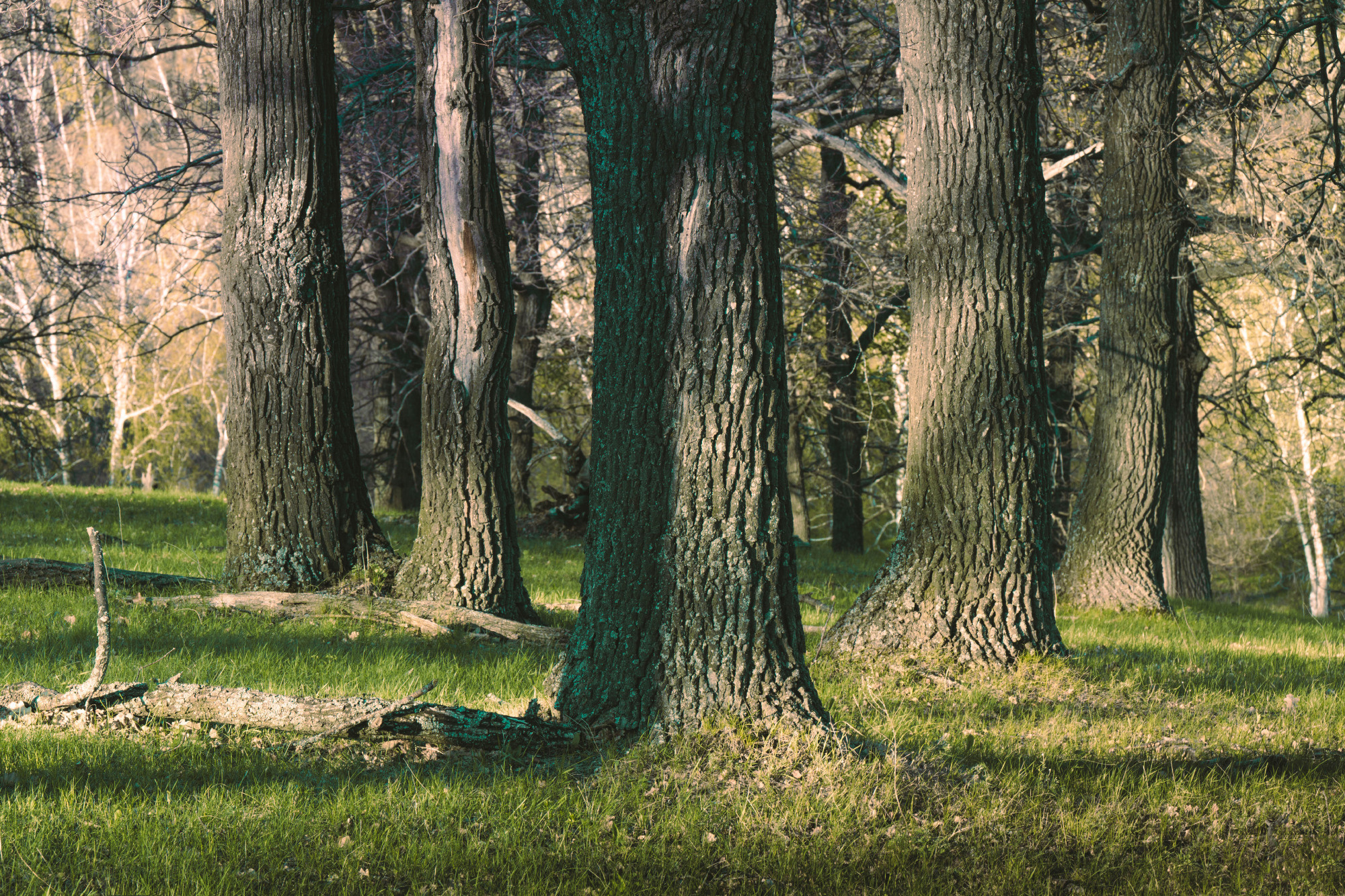 Лето, лес, деревья…. Пейзажный фотограф Руслан Лукманов