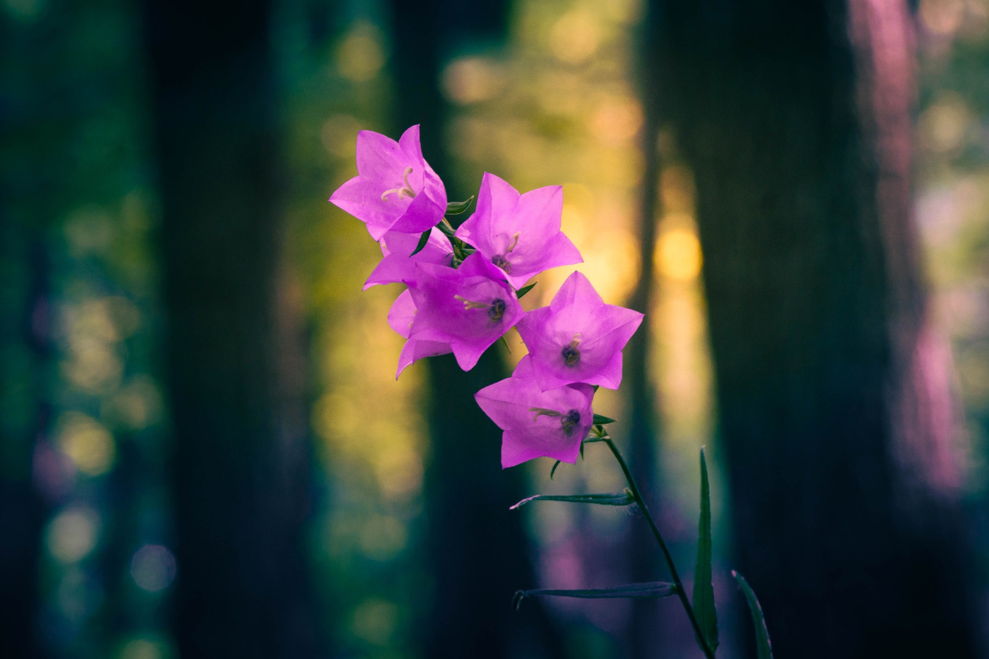 В мире цветов. Пейзажный фотограф Руслан Лукманов