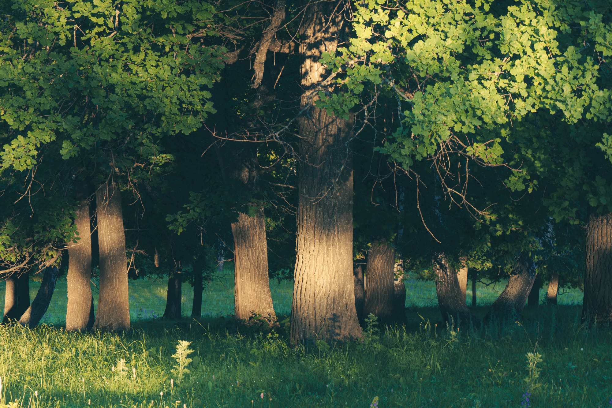 Лето, лес, деревья…. Пейзажный фотограф Руслан Лукманов