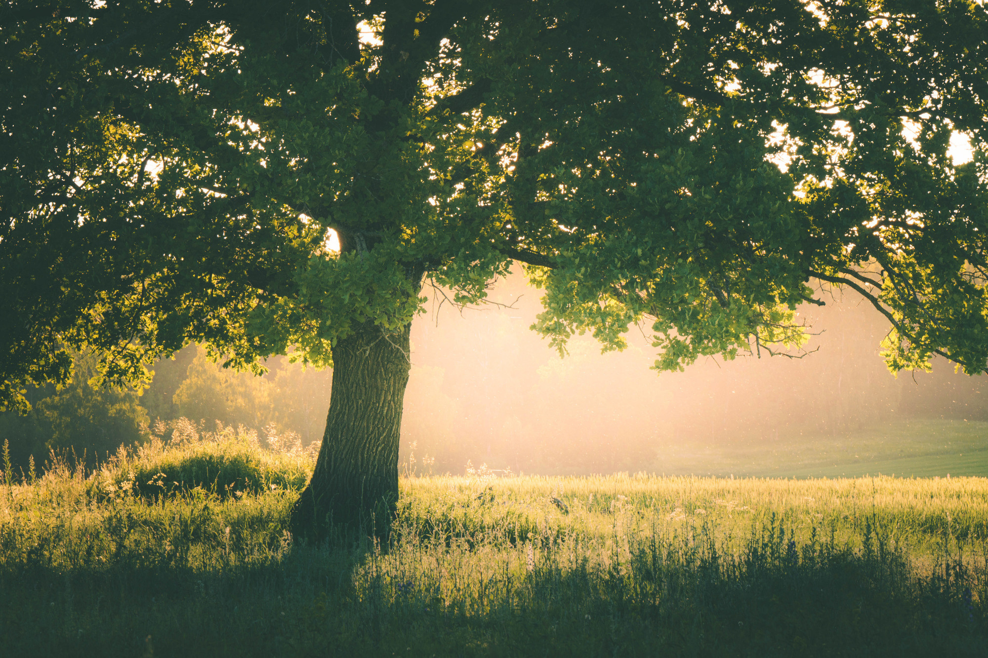 Лето, лес, деревья…. Пейзажный фотограф Руслан Лукманов