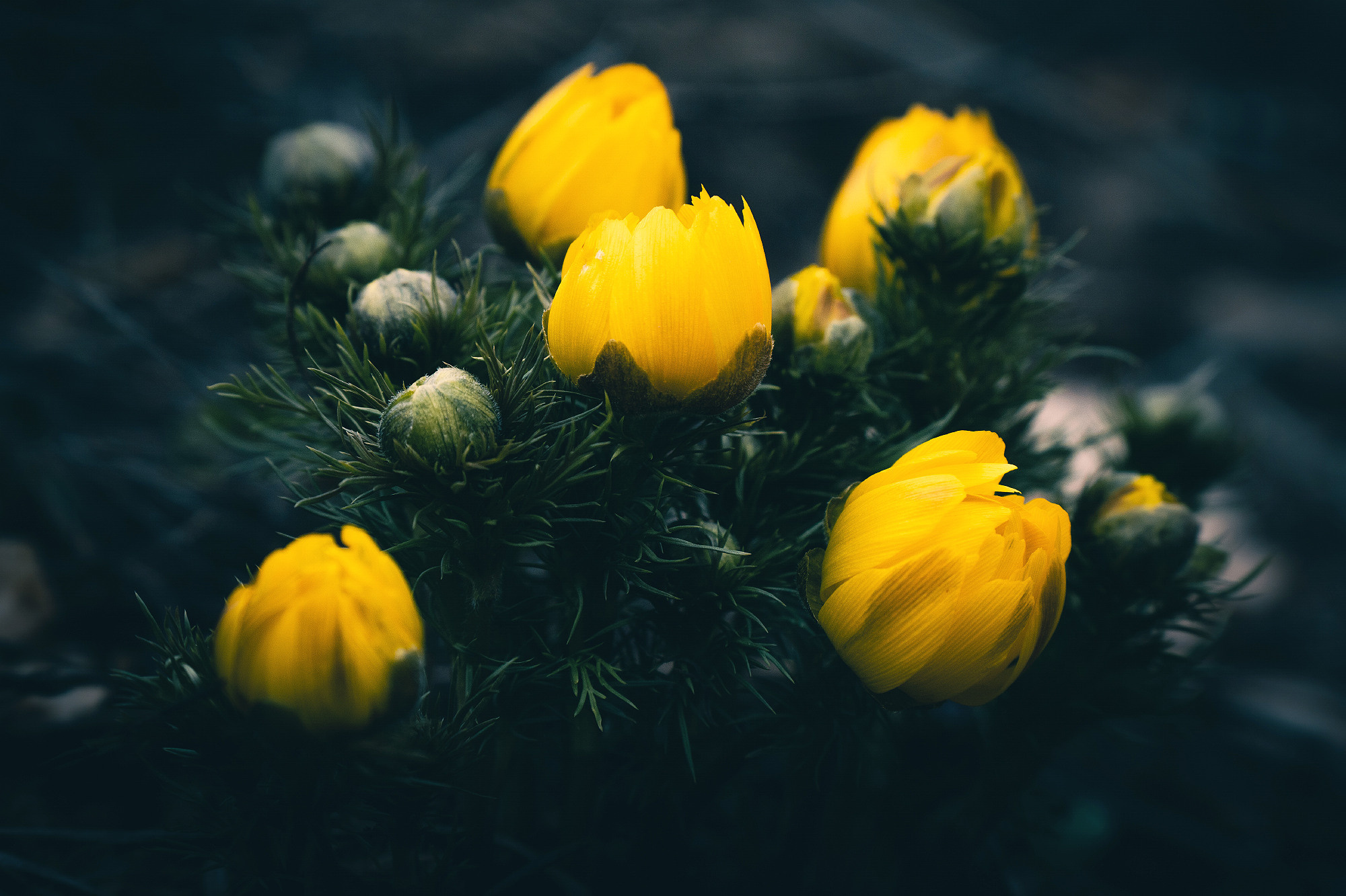 В мире цветов. Пейзажный фотограф Руслан Лукманов