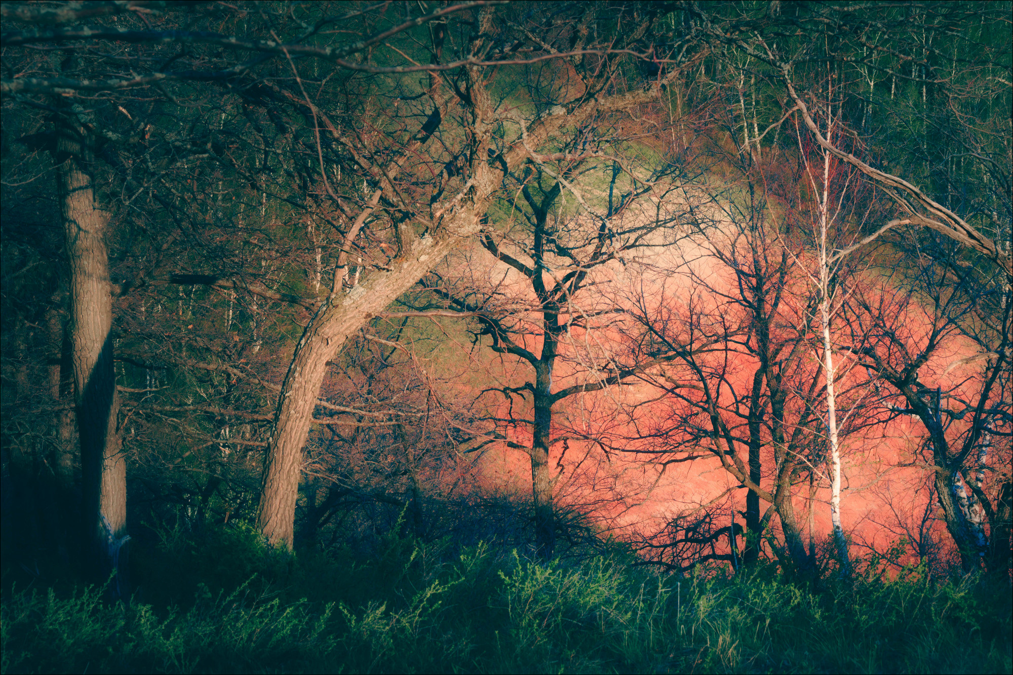 Лето, лес, деревья…. Пейзажный фотограф Руслан Лукманов