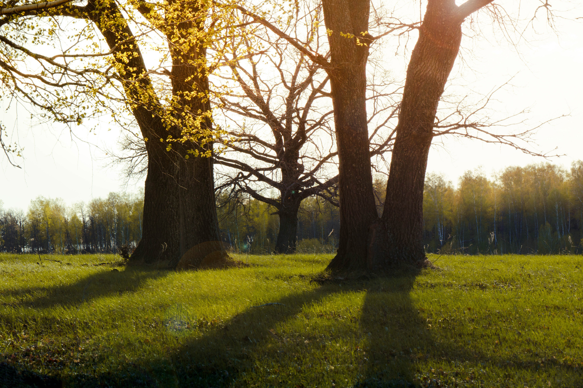 Лето, лес, деревья…. Пейзажный фотограф Руслан Лукманов