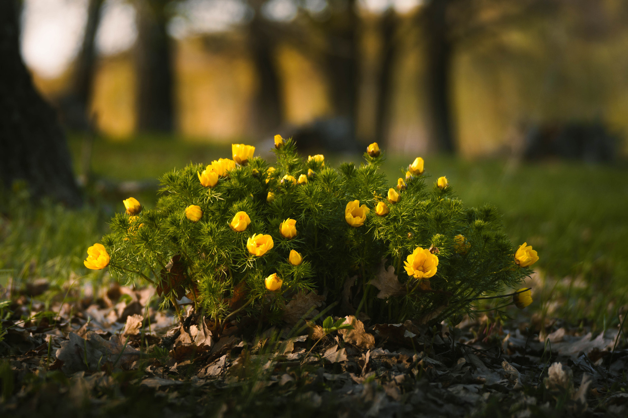 В мире цветов. Пейзажный фотограф Руслан Лукманов