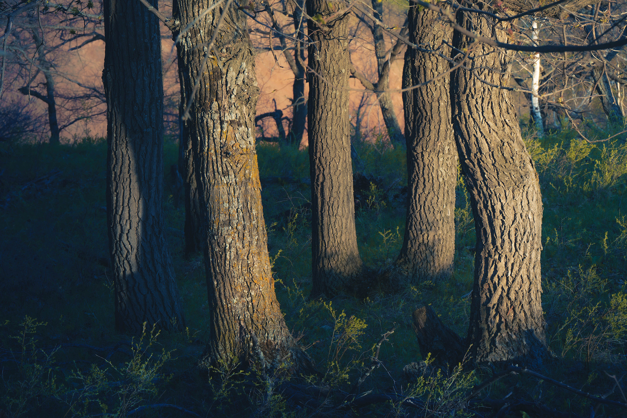 Лето, лес, деревья…. Пейзажный фотограф Руслан Лукманов