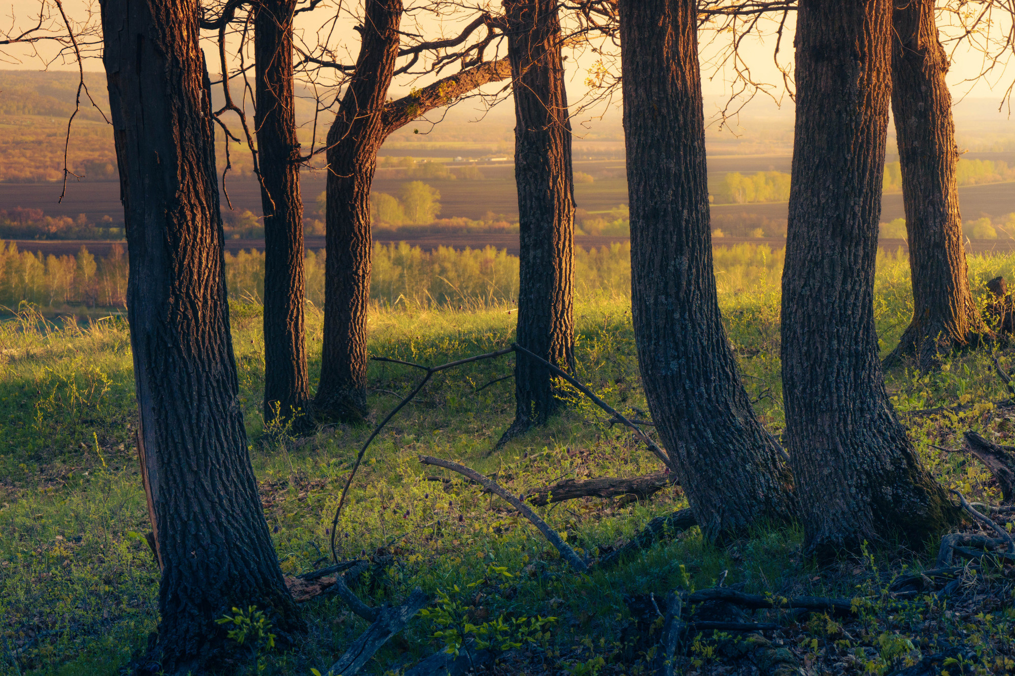 Лето, лес, деревья…. Пейзажный фотограф Руслан Лукманов