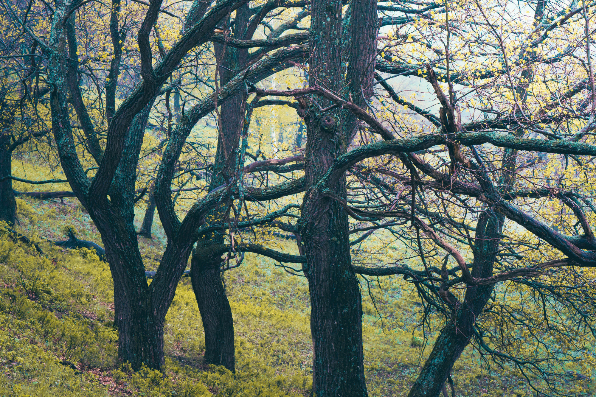 Лето, лес, деревья…. Пейзажный фотограф Руслан Лукманов