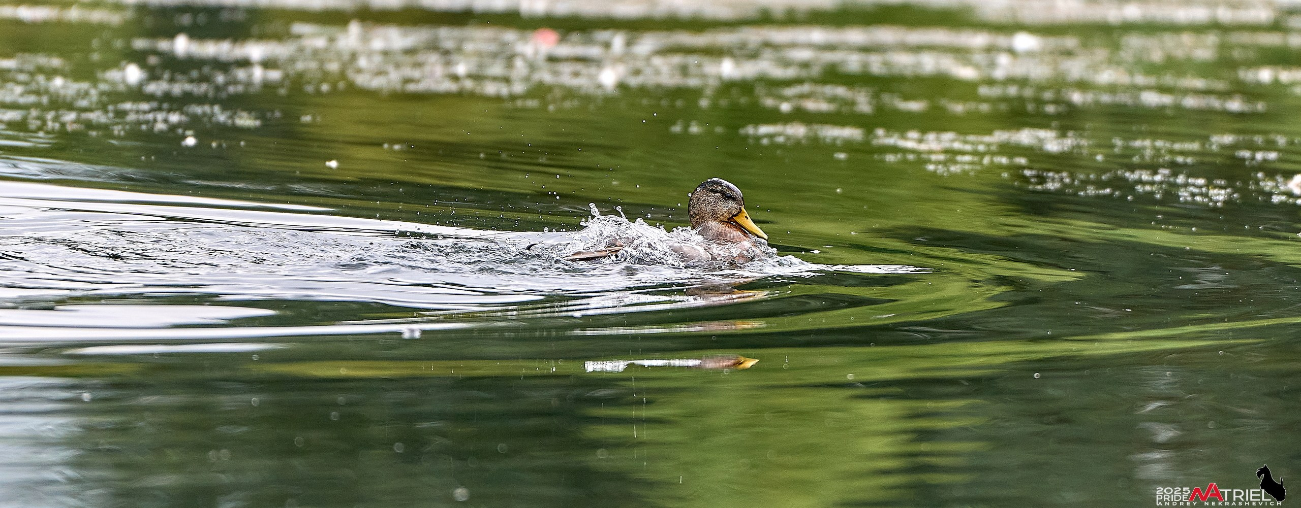 Утки на пруду