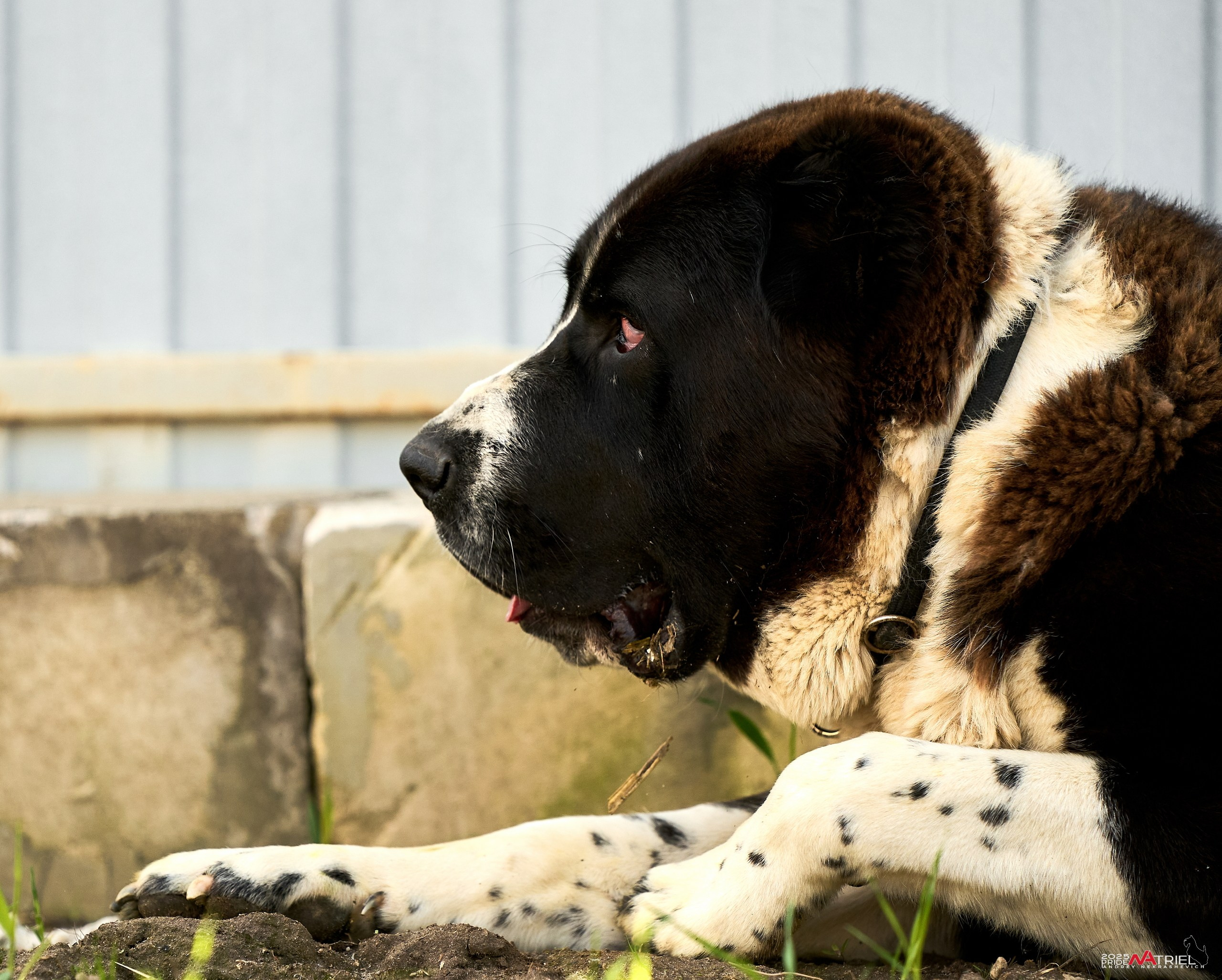 Съемка в питомнике