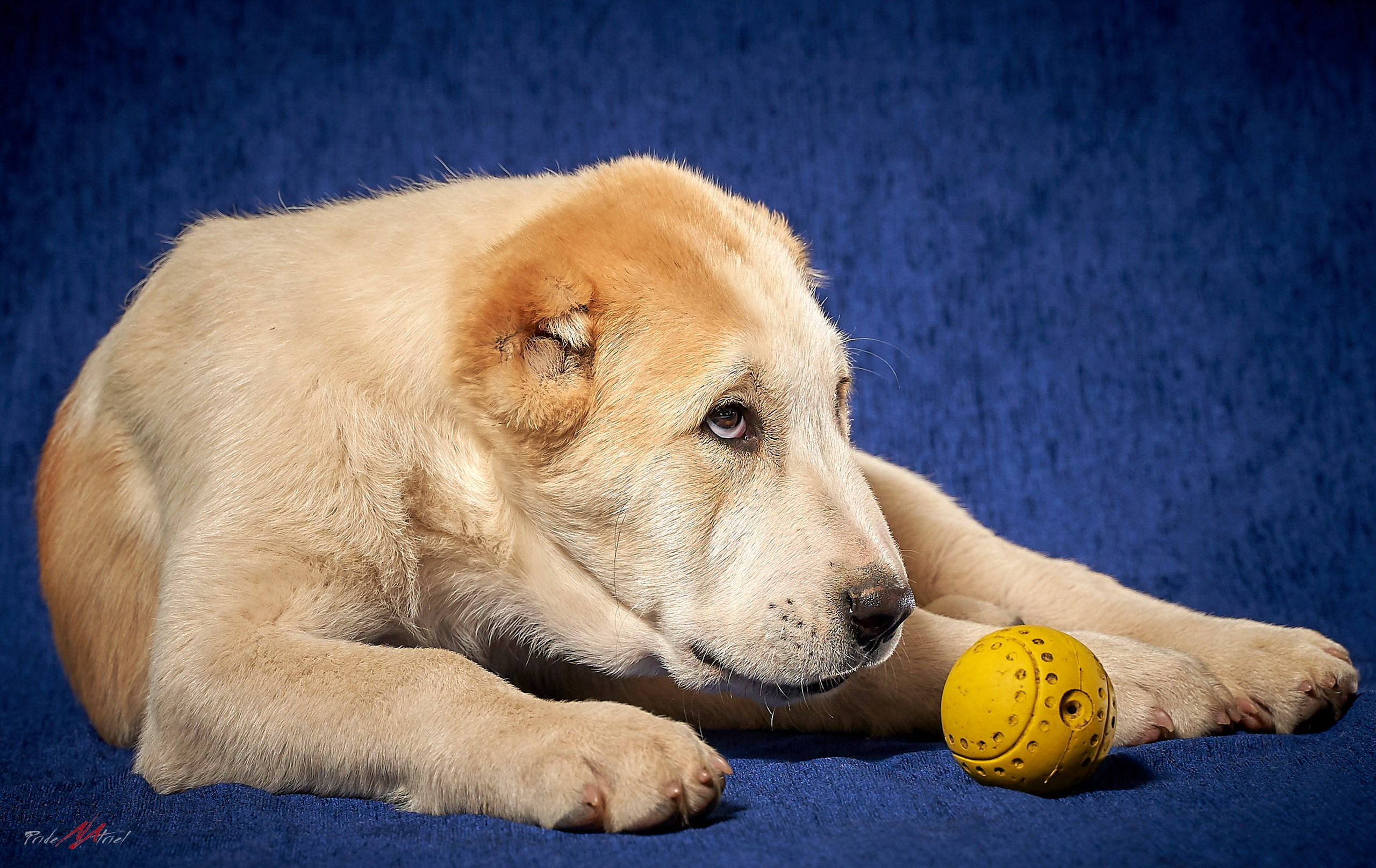 Щенки дома — галерея NATRIEL